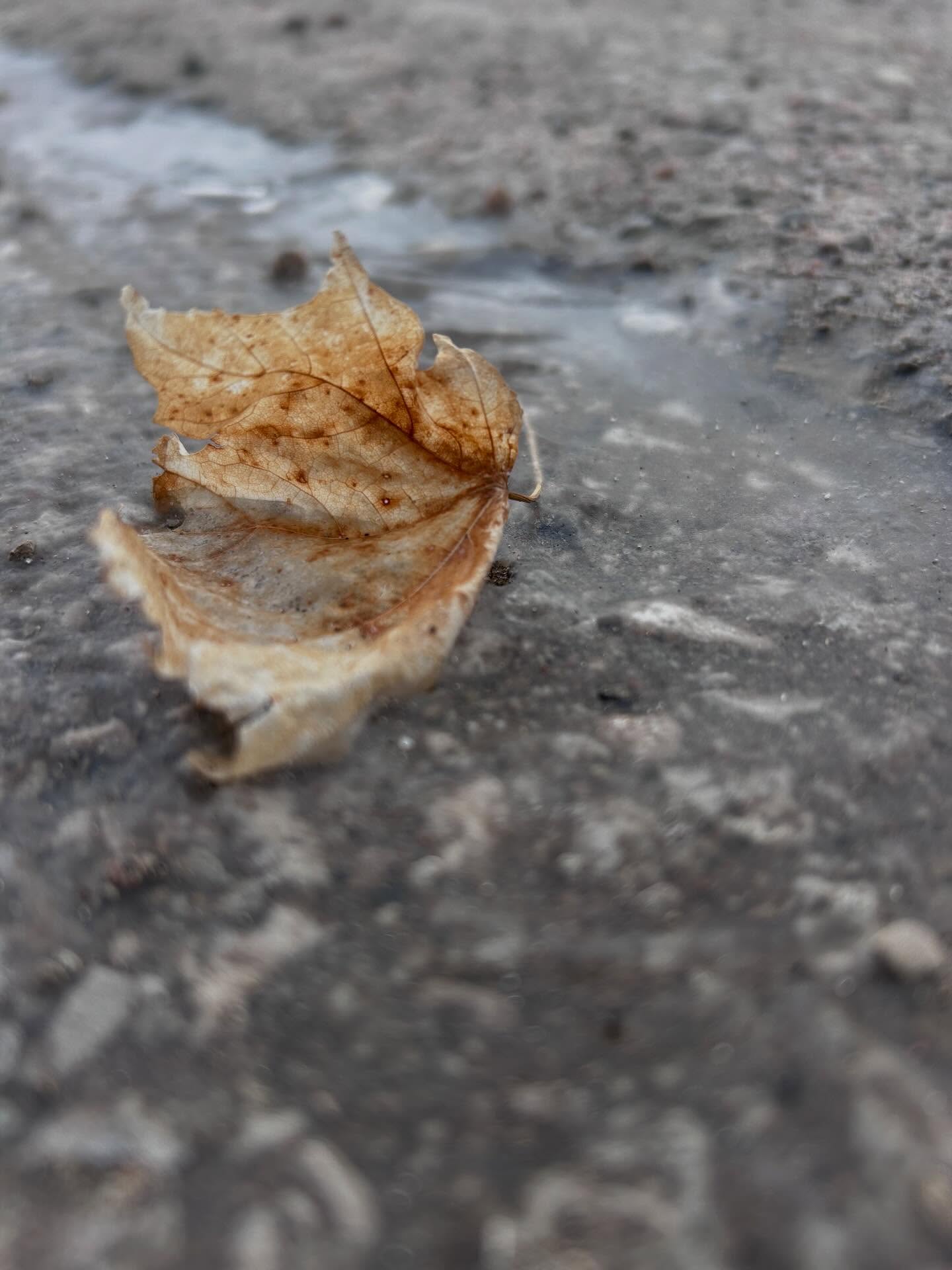 Just over here
W A I T I N G
for spring in
Canada.
@jannarden
#mwordsphoto #springisintheair