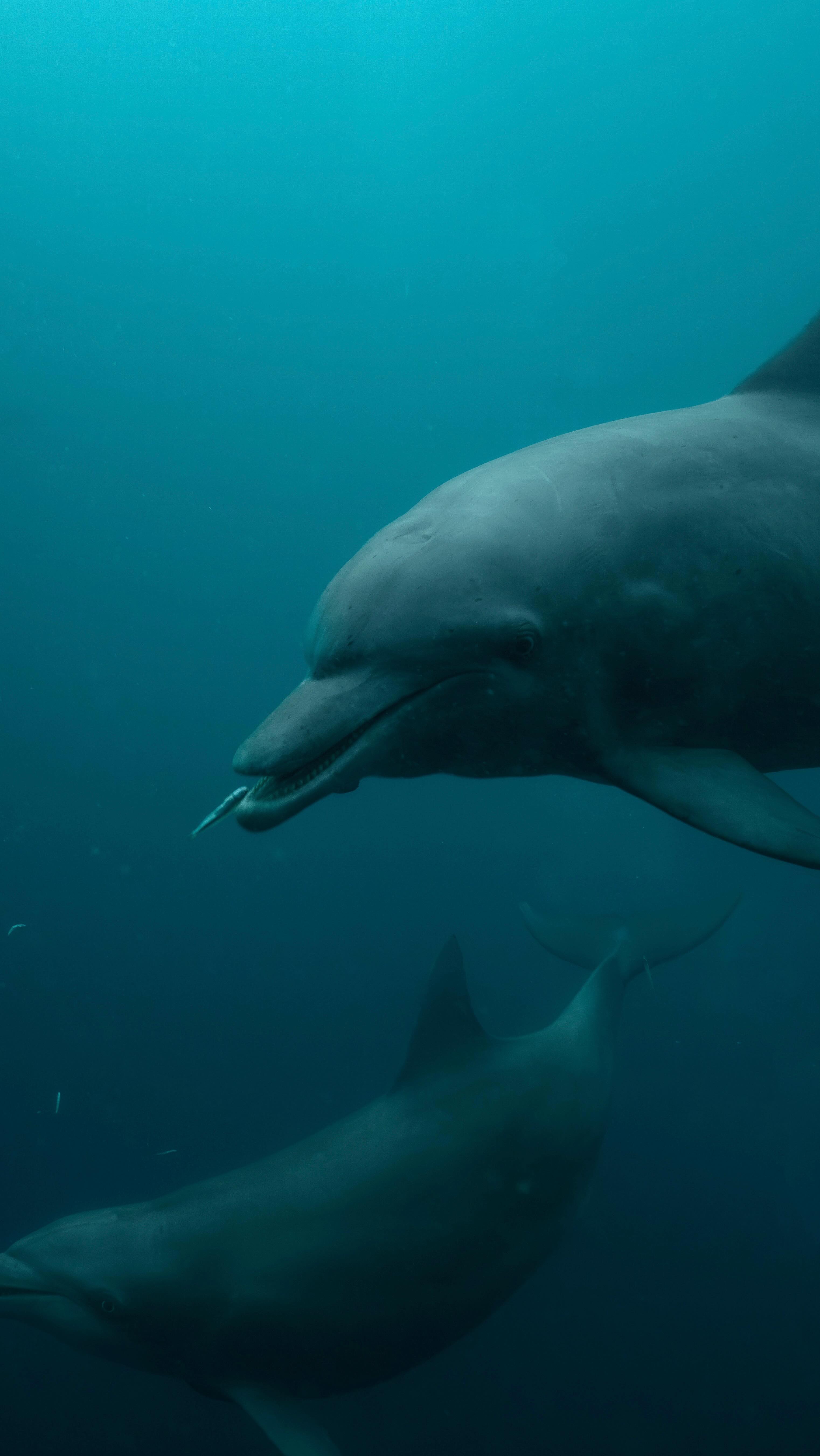 Wouldn’t it be fun to be a dolphin for a day!
On expedition in Triton Bay with @expeditionbiru
#diving #westpapua #dolphins #tritonbay
