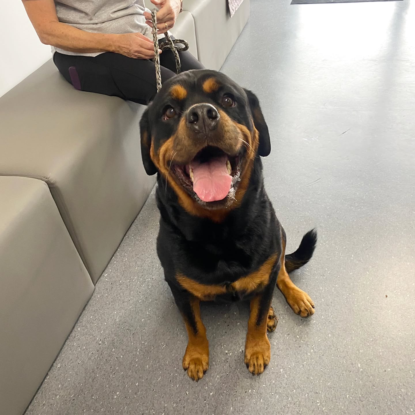 We’re not allowed to have favourites… but Hugo certainly makes that rule a little difficult!
After taking himself off on a bushland adventure for a few days and giving everyone quite a scare, we are so incredibly happy to see that cheeky, handsome face back safe and sound.
Welcome home, Hugo!! 🐾💜