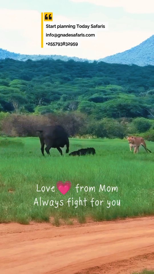 A mother’s courage in the wild. 🐃🦁
A buffalo fiercely defends her calf from a lion attack — a powerful moment of survival and instinct in nature.
Captured in Serengeti National Park.
📩 Plan your Tanzania safari with GNade Safaris
📧 Email: info@gnadesafaris.com
📲 WhatsApp: +255 793 832 959
🌍 Website: www.gnadesafaris.com
#GNadeSafaris #Serengeti #TanzaniaSafari #WildlifeMoments #BuffaloVsLion SafariLife VisitTanzania