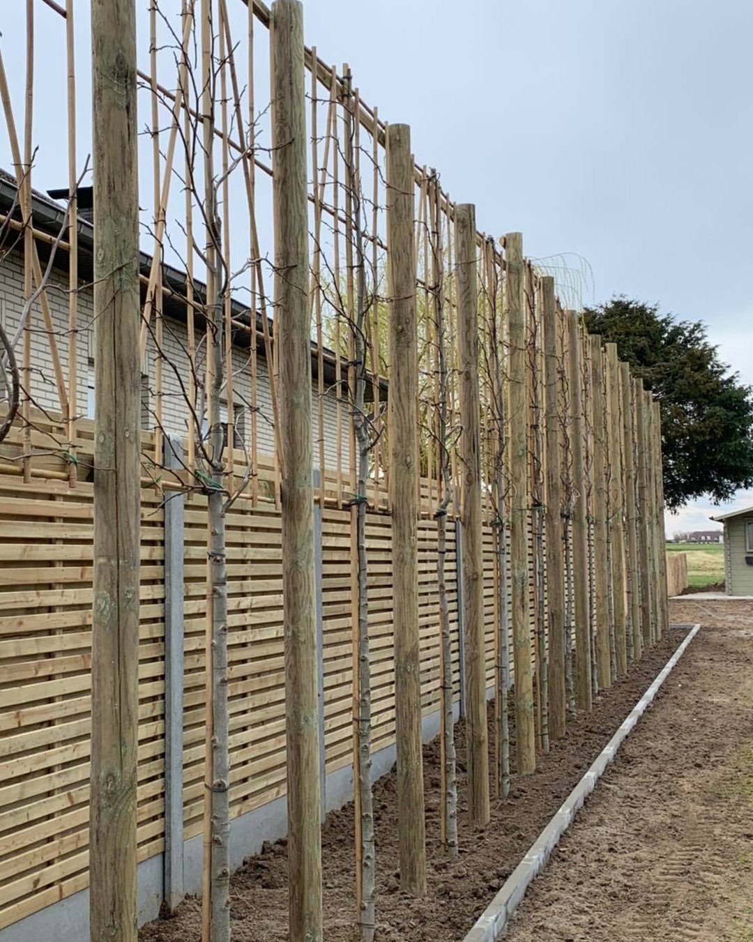 Leibomen liquidambar (amberboom) en afsluiting met houten schermen