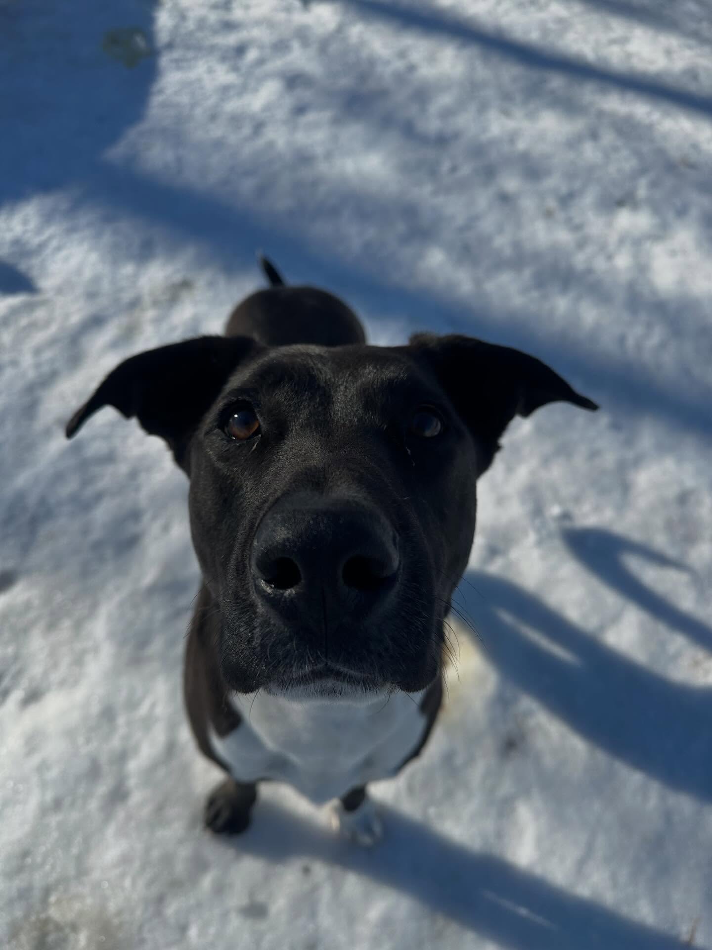 Meet Zippy- a certified good boy who’s being fostered through Zoes Animal Rescue. This goofy boy has been staying with us for a few weeks and is ready for a family of his own to cuddle 🥰 For more information and photos visit https://www.zoesanimalrescue.org/animals/zippy-zipper/