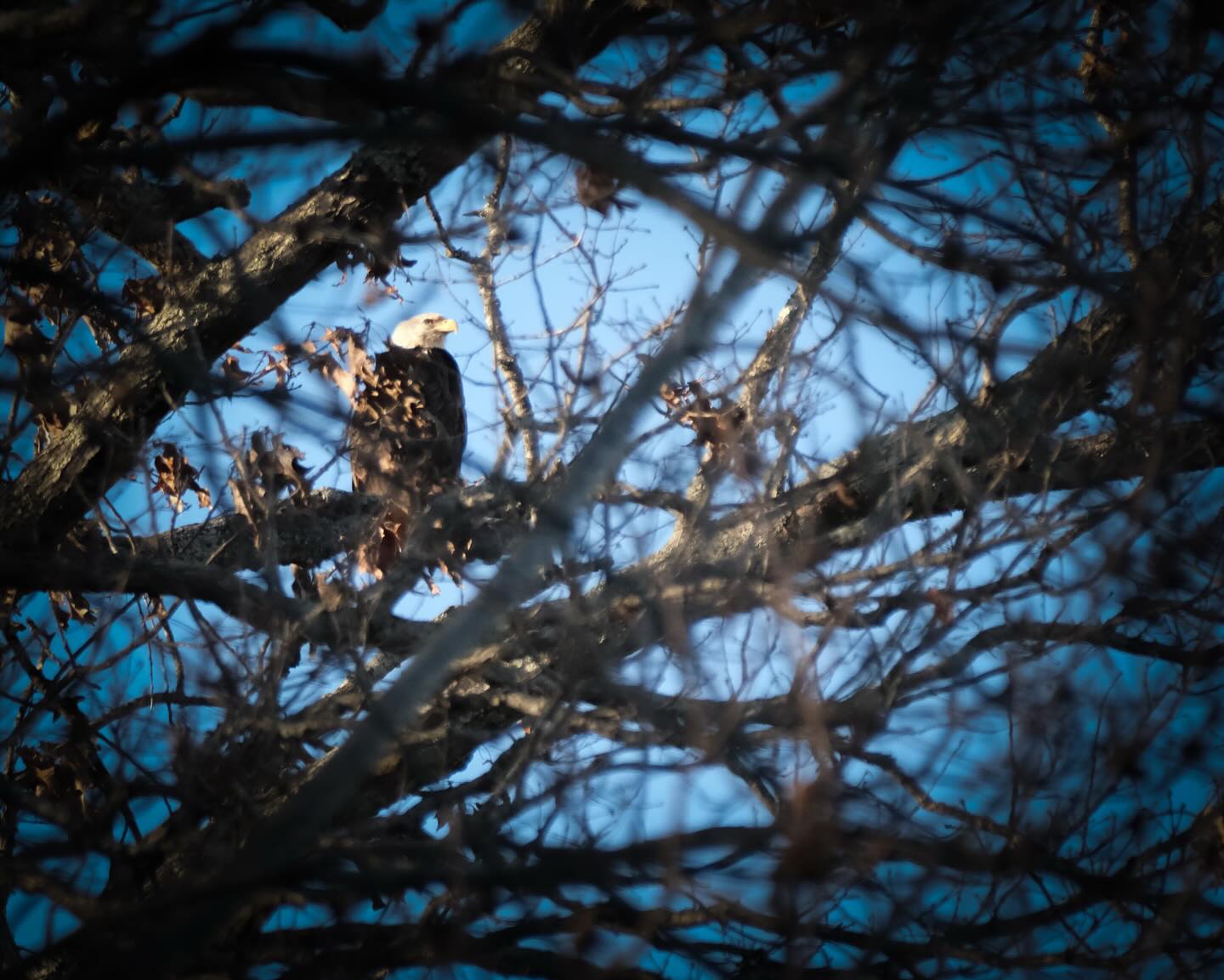 The eagles are a’courtin’!
