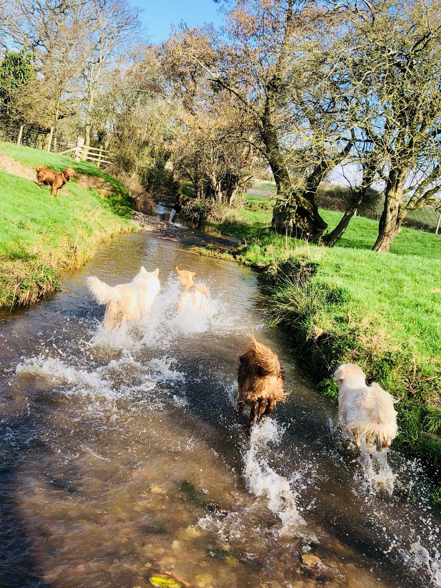 ❤️
If your dog would like to have a walk with us then contact us at www.ardendogwalking.co.uk and check out our half-day experience.
#ullenhall #tanworthinarden #hockleyheath #henleyinarden #dog