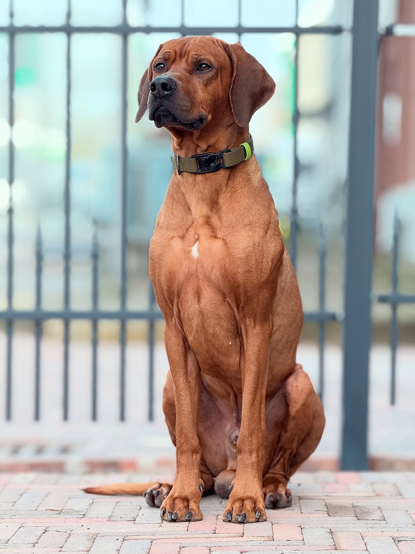 Papa ist mit Ivy auf großer Tour – man weiß nur nicht, wie lange noch. Sicher ist sicher: Der Blick schweift schon mal über den Horizont, ob einer von beiden auftaucht.
.
#rhodesianridgeback #ridgeback #ichliebemeinenhund #dog #🐶