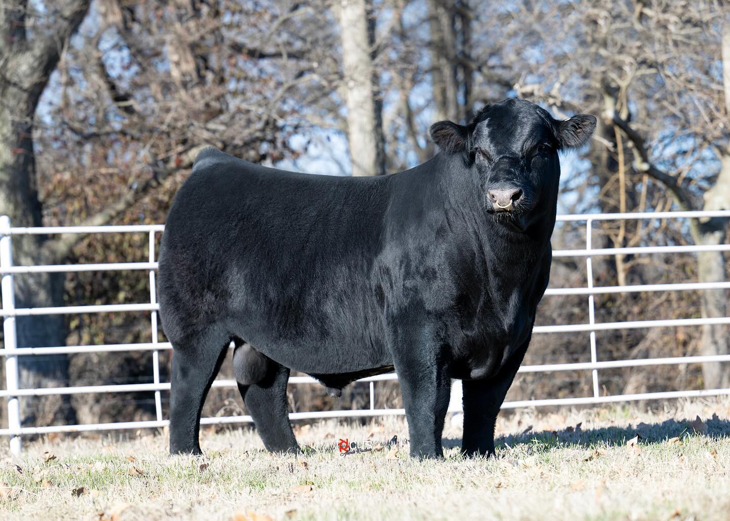 It’s that time of the year!🕑📸
Fall sale season is quickly approaching and the books are filling up.
Reach out to book your cattle photos, videos and/or promo videos today!
📍All services are based out of Oklahoma and the Midwest. Travel can be arranged based on availability.
📲Contact:
Alexis Radun | 571-606-4090
alexisr@focusmarketinggroup.net
Focus Marketing Group
More information can be found at ⬇️
www.focusmarketinggroup.net