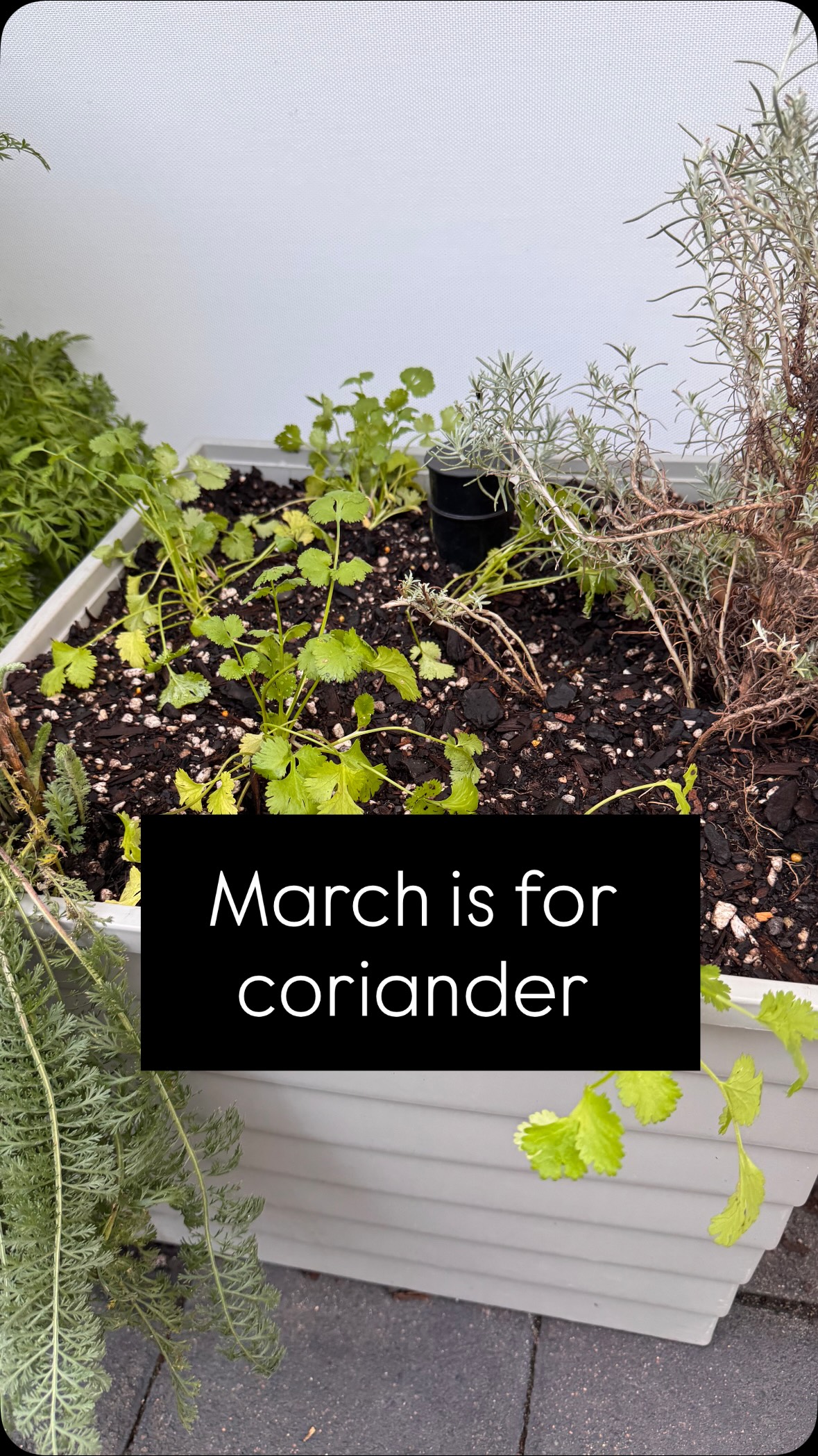 It wasn’t you…it was summer!
March is the reset button for vegetable gardening in New Zealand. As the days cool down, a whole new wave of autumn crops can finally thrive and thankkkkkkkkkk goooooodenss coriander season is back!
If your coriander struggled through summer, it probably wasn’t you. It was the heat. Coriander is a cool-season herb that bolts quickly in warm weather, which is why March planting is the prime time.
I’ve just planted six seedlings into my self-watering wicking square planter, and if all goes to plan, I’m about to have a full coriander forest. Perfect for regular harvesting and keeping the herb garden stocked through autumn.