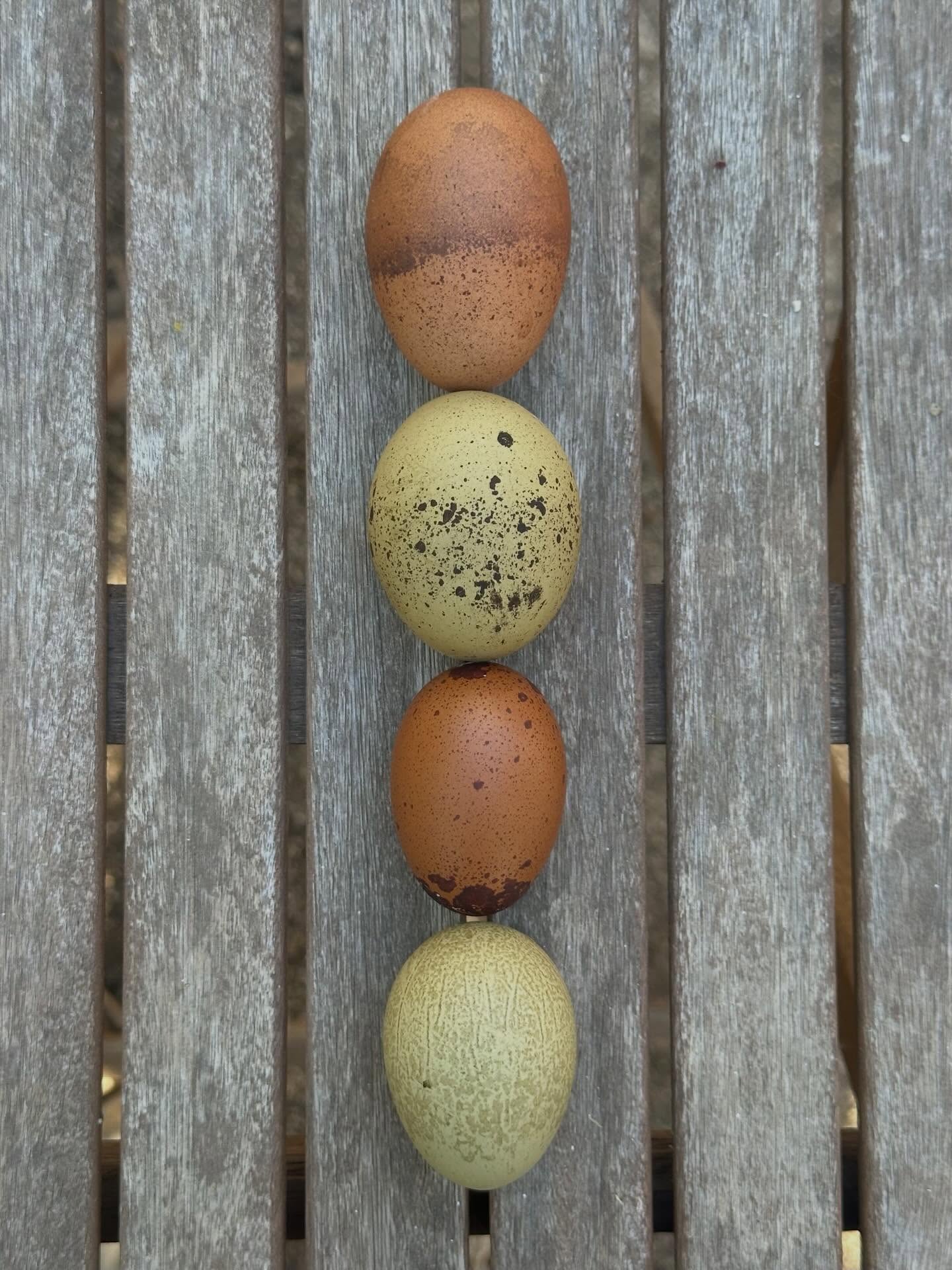 Eggs of the week. From top to bottom:
Welsummer
Moss Egger
First egg from one of Major’s daughters (peep that pigment pooling. That egg’s gonna be LITTTT)
Wheaten Olive Egger (Maddie, Coraline’s sister)