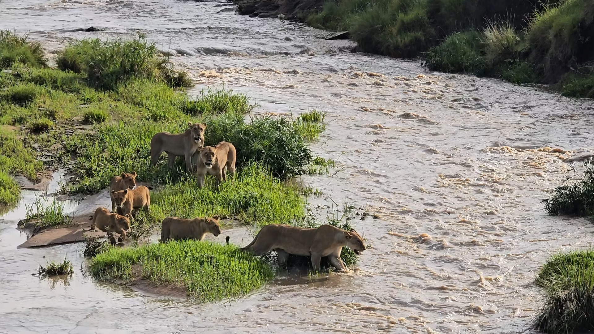A moment of unity in the wild. 🦁🌿
Crossing the rushing waters together, this pride moves with quiet strength and trust. In the wild, survival isn’t just about power — it’s about family, timing, and courage. Moments like these remind us why the African wilderness is so unforgettable.
Witness the raw beauty of nature with Planet Earth Expedition.
#safarilife #africanwildlife #lionpride #natureinaction #wildafrica #safariexperience #serengetimoments #planetearthexpedition #exploretanzania #wildĺifephotography