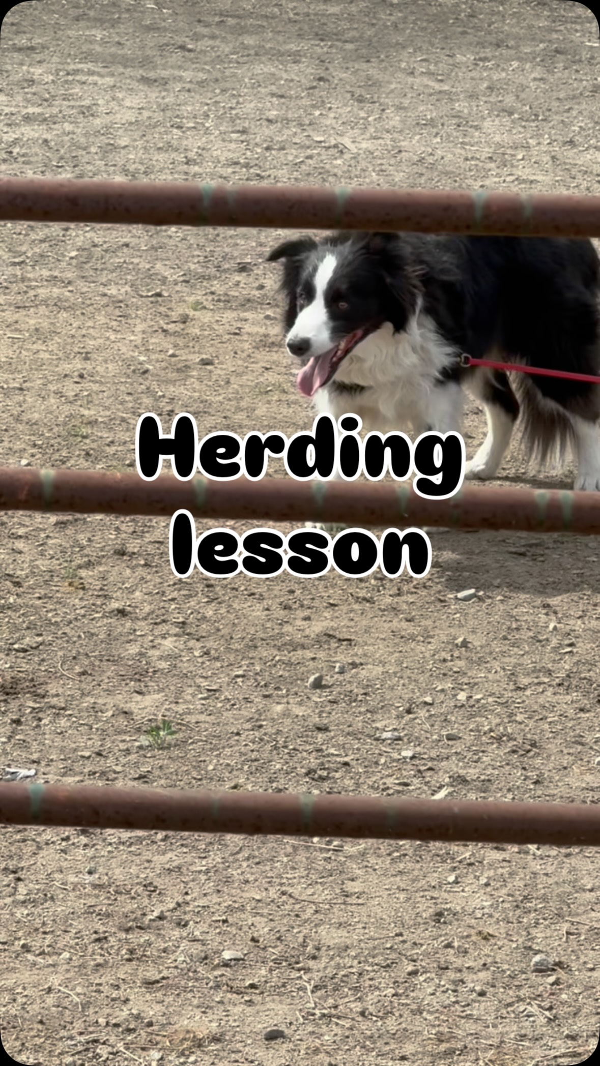 Stepping into the student role today d ok e my first herding class with my #bordercollie . #herding is an incredibly technical discipline where handler pressure, timing, and stock welfare matter as much as the dog’s instinct. Tucker was bred as a show dog but he possesses a lot of strong herding instincts so this is.very fulfilling for him. This is also quite humbling, physically challenging, and deeply fascinating. Grateful for the excellent guidance and excited to keep learning.