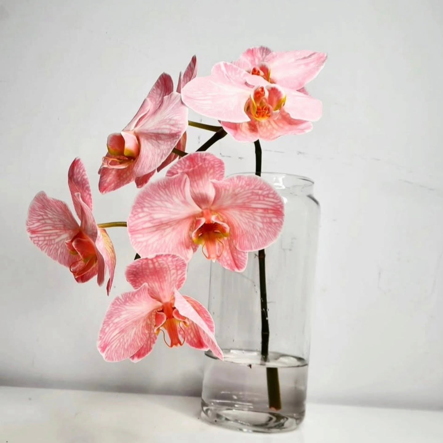 In love with phalaenopsis orchids 🌼