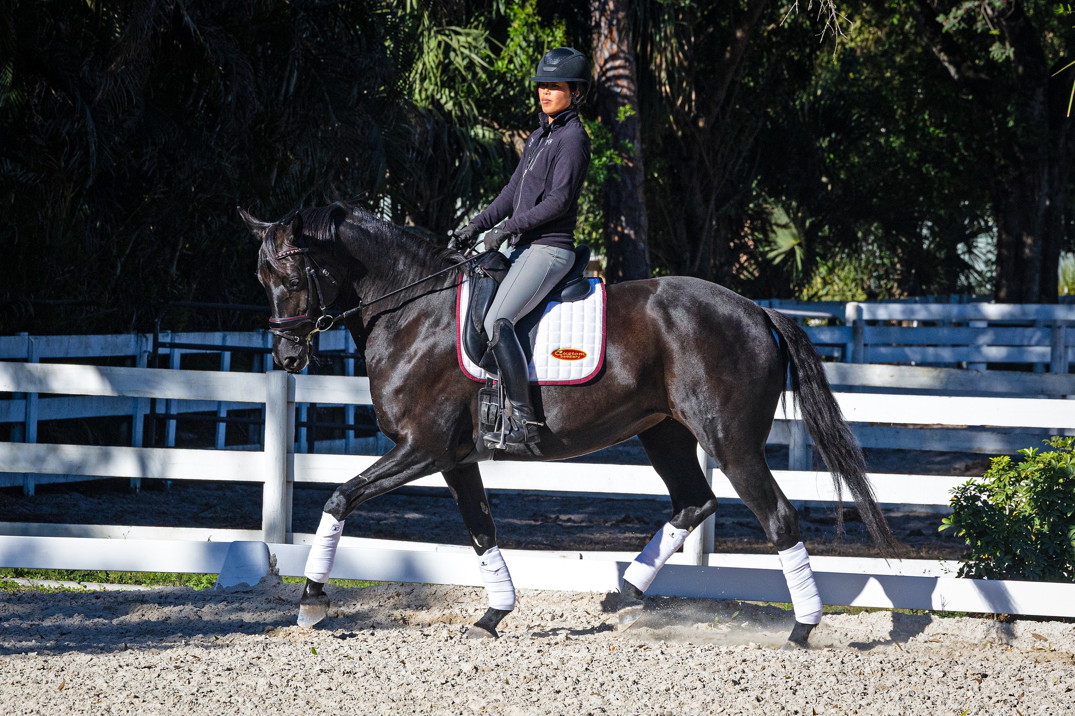 Domino QC (Dante Weltino OLD x Florencio x Jazz x Wanroij) — how nice to see this young mare for the first time since she was a weanling. GOV Premium and Top Foal of her inspection, now developing up the levels in a good way and she also produced a super Bon Coeur colt two years ago.
#quanticosporthorses #equine #horses #horsesofinstagram #breedingwithapurpose #breedingforthefuture #dressage #dressagehorse #oldenburg #germanoldenburg #danteweltino #danteweltinoold #florencio #oldenburgerpferde #oldenburgerpferdezuchtverband #germanoldenburg