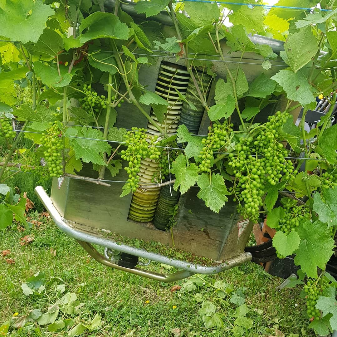 Es ist Zeit zum Auslauben. Für diese Arbeit haben wir eine Maschine, die saugt die Blätter an und reist sie mit den Walzen ab.
Die Trauben wachsen und sie werden immer anfälliger auf Krankheiten. Um diese zu verhindern wird die Traubenzone von den Blättern befreit, die Trauben trocknen so besser ab nach einem Regen oder vom Tau. Ausserdem können wir Pflanzenschutzmittel gezielt auf die Trauben einsetzen und einsparen.
.
.
.
#rebbau #weinberg #weinbau #weinbaubetrieb #wein #grüningersrebbau #familienbetrieb #sommer #auslauben #reihe #triboltingen #entblättern #blauburgunder #arbeit #ermatingen #untersee #thurgau #pflanzenschutz #weinzeit #winzer #reben #bodensee #sonne #schönwetter #bingerselizug #silentag