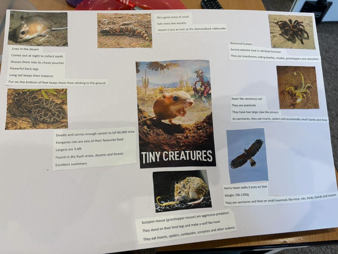 Continuing our science lessons on animals and their habitats, Findlay watched Tiny Creatures and focused on the desserts of Texas and what animals live there. #science #tinycreatures