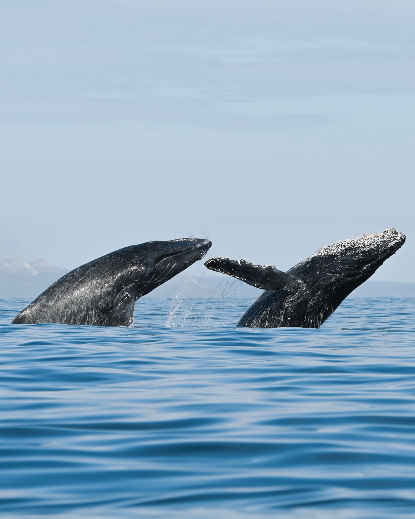 ¡Absoluto cinema! 🤩
Durante la época reproductora las ballenas jorobadas se comportan de cierta manera, exhibiendo movimientos en los cuales se observan frotándose, recargándose o golpeándose unos a otros con la parte de la cabeza, con las aletas pectorales o bien con la aleta caudal. 💥🥊
Los grupos de ballenas son más activos que los solitarios y generalmente cuando se observa gran actividad en la superficie se trata de un grupo de una hembra con varios machos compitiendo por ella.
¡Es por eso que, las competencias entre machos son de las cosas más emocionantes de ver en un tour! ¿Cómo nombrarías estas escenas?
— ENG —
Pure cinema! 🤩
During the breeding season, humpback whales behave in certain ways, exhibiting movements in which they rub against, lean against, or butt each other with their heads, pectoral fins, or tail flukes. 💥🥊
Whale groups are more active than solitary ones, and generally, when a lot of activity is observed at the surface, it’s a group with a female and several males competing for her.
That’s why the competitions between males are among the most exciting things to see on a tour! What would you call these scenes?
-
-
-
-
-
cabo san lucas, cabo wildlife, cabo ecotours, ecotourism, ocean conservation, los cabos, whale watching, naturaleza marina, marine education, ecotours, visit mexico, beach trip, ocean education, baja california sur, ocean life, fyp, ocean reels, ballenas en mexico, destinos en mexico, turismo sustentable, avistamiento de ballenas, pacific ocean, free dolphins, los cabos 2026, marine biology, marine mammal, wildlife biology, mexico wildlife, save the ocean