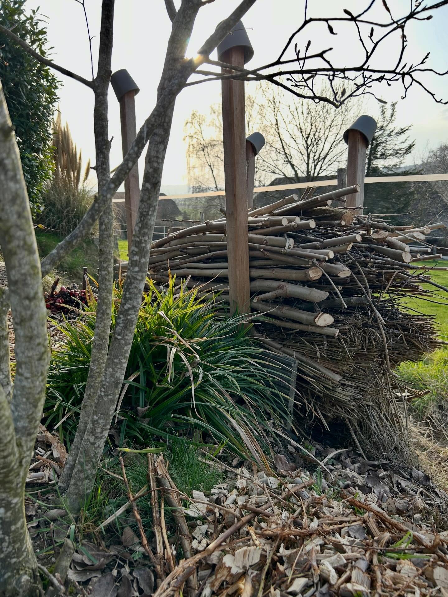 Schiimplatanen gestutzt 🌳
Die letzten Tage durften unsere Gartenköniginnen etwas Leichtigkeit bekommen. Einmal Krone lichten, damit sie im Frühling wieder voller Kraft austreiben kann.
Alles verwertet – alles im Kreislauf 🪵
Das stärkere Holz haben wir zu einem kleinen, ordentlichen Holzstapel geschichtet. Ein natürlicher Rückzugsort, der die Biodiversität fördert – hier finden Käfer, Igel & andere kleine Lebewesen ein geschütztes Zuhause.
Das feinere Material wurde gehäckselt und als Mulch im Garten verteilt. Nährt den Boden, hält die Feuchtigkeit und sieht einfach schön aus.
Gartenpflege mit Herz 🌱: nachhaltig, achtsam und voller Respekt für all die kleinen Mitbewohner, die unseren Garten lebendig machen.
#gartenliebe🍀🌼🌺🌞 #holzstapel #biodiversät #gartenpflege #nachhaltiggärtnern