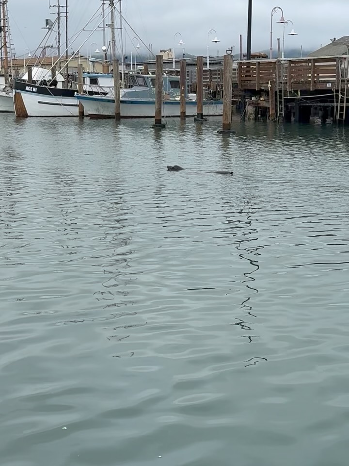 Local Dungeness Crab 🦀 🦀
- Wood Fire Roasted Garlic Crab
- Wood Fire Roasted Jerk Crab
- Wood Fire Roasted Pineapple, Whole Garlic Bulbs, Sugar Snap Peas, Asparagus, Batard
- Garlic Noodles