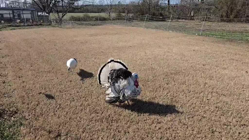 Our young Royal Palm Turkey pair, Duke and Duchess, showing off before we close this part of the field off to plant crimson clover. We just love these two chatterboxes!
Quick facts about Crimson Clover: it can do three jobs at once! It makes a great pollinator, gives chickens high protein follage, and is absolutely great for improving the soil by adding in nitrogen naturally.