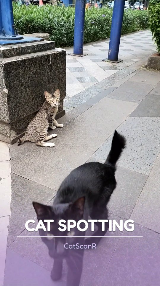 dua kuching hangin' around mega kuningan smokin' oakwood
.
.
.
#kuching #twocats #megakuningan #catspotting #jakarta