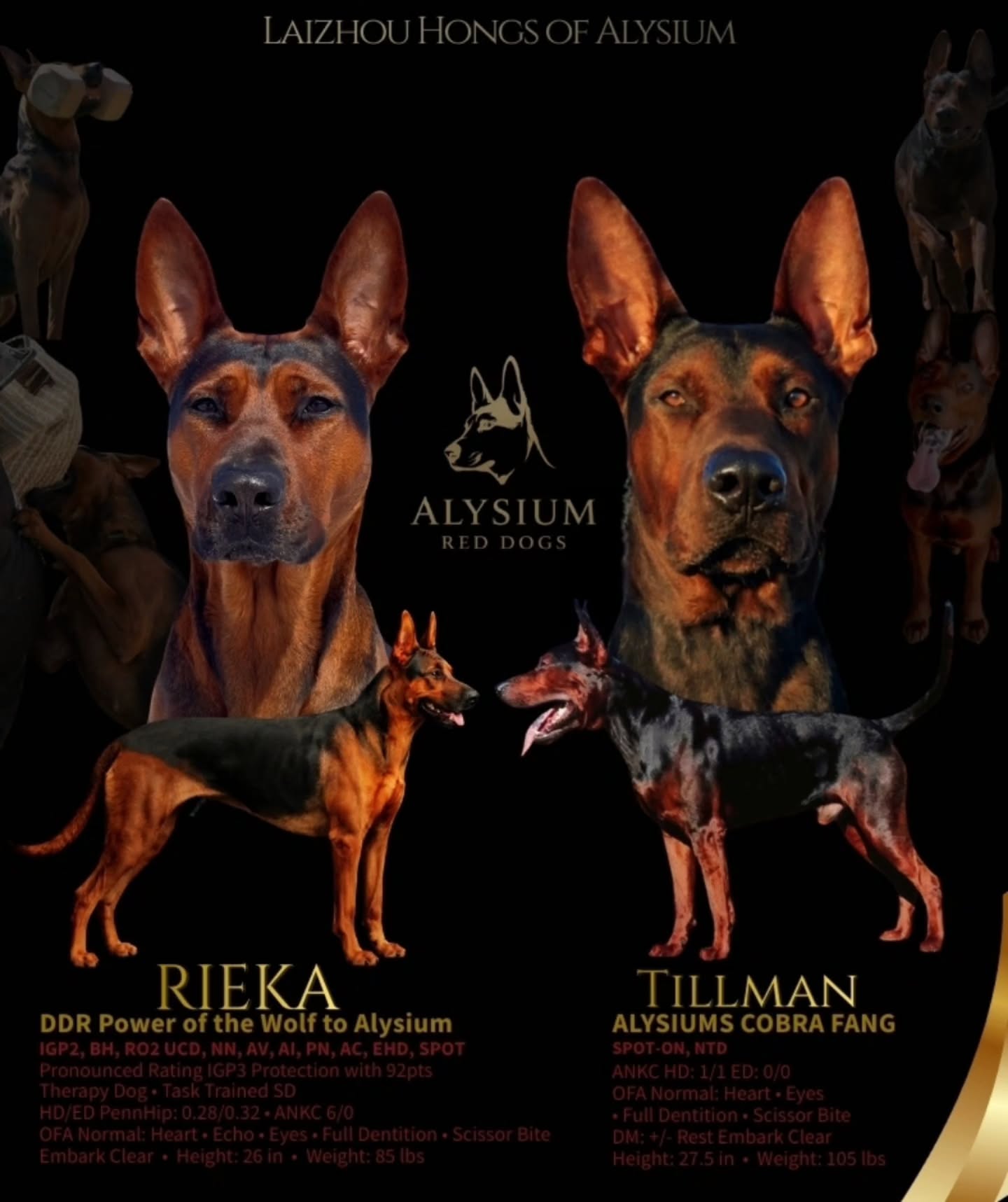 PREGNANCY CONFIRMED
-
The most accomplishments Laizhou Hong B!tch in the world & my first bred by boy who is also tied for the best hip/elbow score of any male Chinese Red Dog world wide.
-
WL was full but we got way more puppies than we were expecting so we are opening up 2 additional slots until they're born.
-
Laizhou hong chinese red dog
-
Nothing for sale, DM to inquire about the breed!
-
dutch shepherd sighthound #rarebreed #protectiondog #chinesereddog beauceron schutzhund protection dog psa german shepherd guard dog trainer preservation chinese red dog #dobie