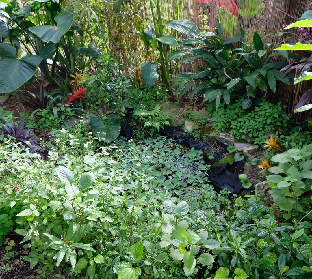 It's been a year since I installed this natural pond in my backyard. The first image was taken today and the last one Dec 29th 2018. It's amazing watching a pond come to life and seeing how plants and animals move in to help create their new home. A few of the feeder goldfish I bought from the fish store for 20 cents are about 8 inches long! Along with the mosquito fish and frogs, they eat whatever comes to the pond. Aquatic plants and rainfall provide oxygen naturally. The aquatic plants on the pond surface cool the pond, provide hiding places for the fish, and reduce algae growth. This is also a way for me to grow aquatic edible and medicinal plants like bacopa, gotu kola, vietnamese cilantro, water celery, oxalis, gingers, taro, aquatic mint, bamboo, etc. #permaculture #naturalpond #pondgarden