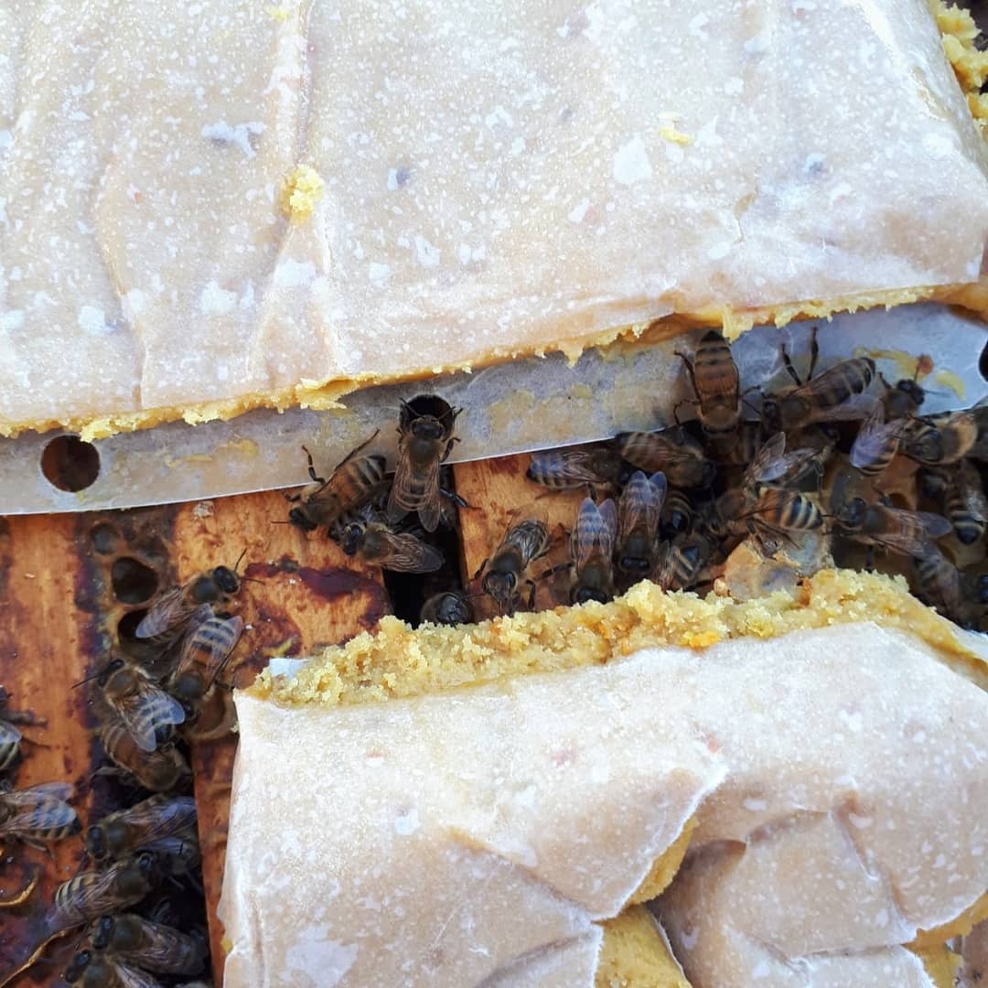 Did everyone take a few minutes to enjoy today's sunshine?☀️🌞 This BEEKEEPER did & used this beauty day to feed his bees🐝 POLLEN patties to help the QUEEN👑 bee to kick-start her into laying the 1st eggs of the season!
When he comes back in a few weeks, the pattie will be nearly gone.
It was muddy but here's to hoping for more days like this ahead!
#bees #beekeeper #localbeekeeper #supportlocal #pollen #pollenpatties #mud #beautifulday #queenbee #sunshine #honeybees #springiscoming #soakinthesun #savethebees #feedthebees #buylocal #keepbees #imker #overgrownhobby #easyloader #beetruck