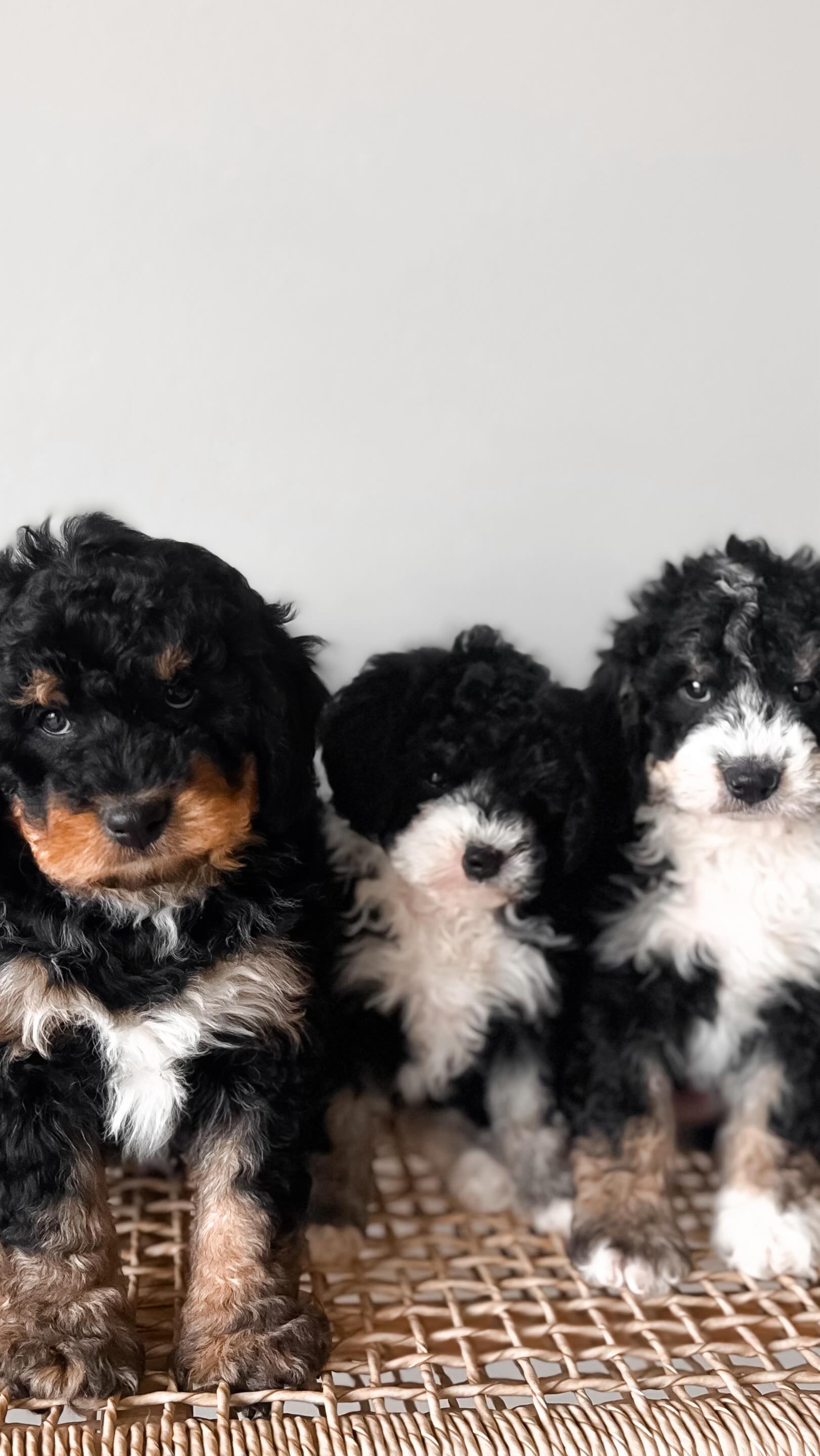 Serving you a โHandfulโ of perfect ๐ถโจ
.
.
Drop your favorite in the comments ๐