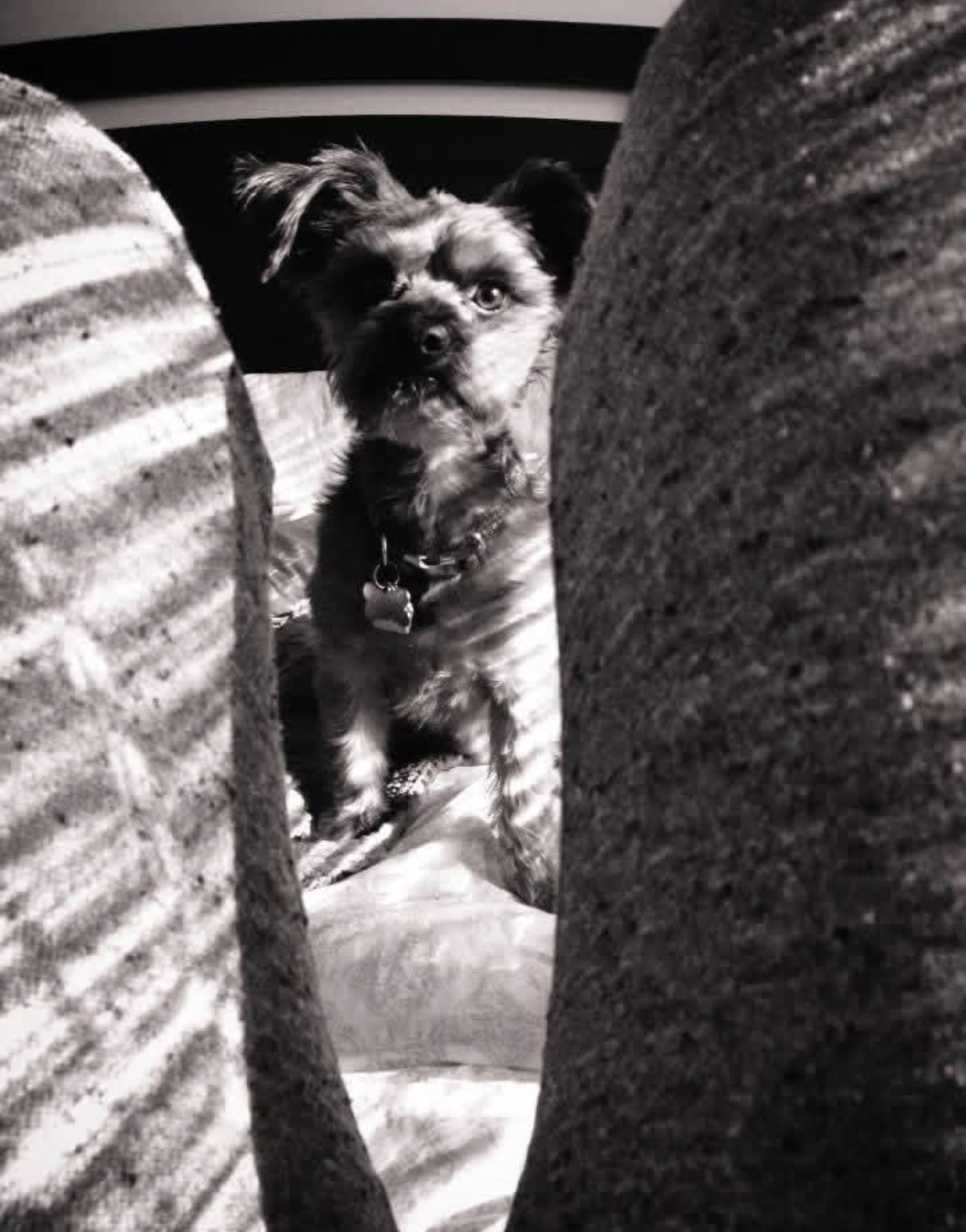 Said goodbye to one of the goodest pups on this planet today. 🐾
I got Quinn when I was 19 and had just moved into my first apartment. He’s been there for every chapter of my adult life… love, loss, moves to California and Arizona, walks on the beach, desert road trips, camping trips, every moment with our kiddos, and everything in between.
For more than 15 years he slept at my feet. Tonight his spot will sit empty. 💔
He loved the kids so much. He patiently let them dress him up in costumes as props in their games, proudly let them be the ones to walk him when we traveled, and snuggled them anytime they sat on the couch. When Lucy was little she gave him the infamous nickname Quinnathy Johnson.
I’m sure my dad was waiting to give him some loves.
We’ll miss you, Quinny.