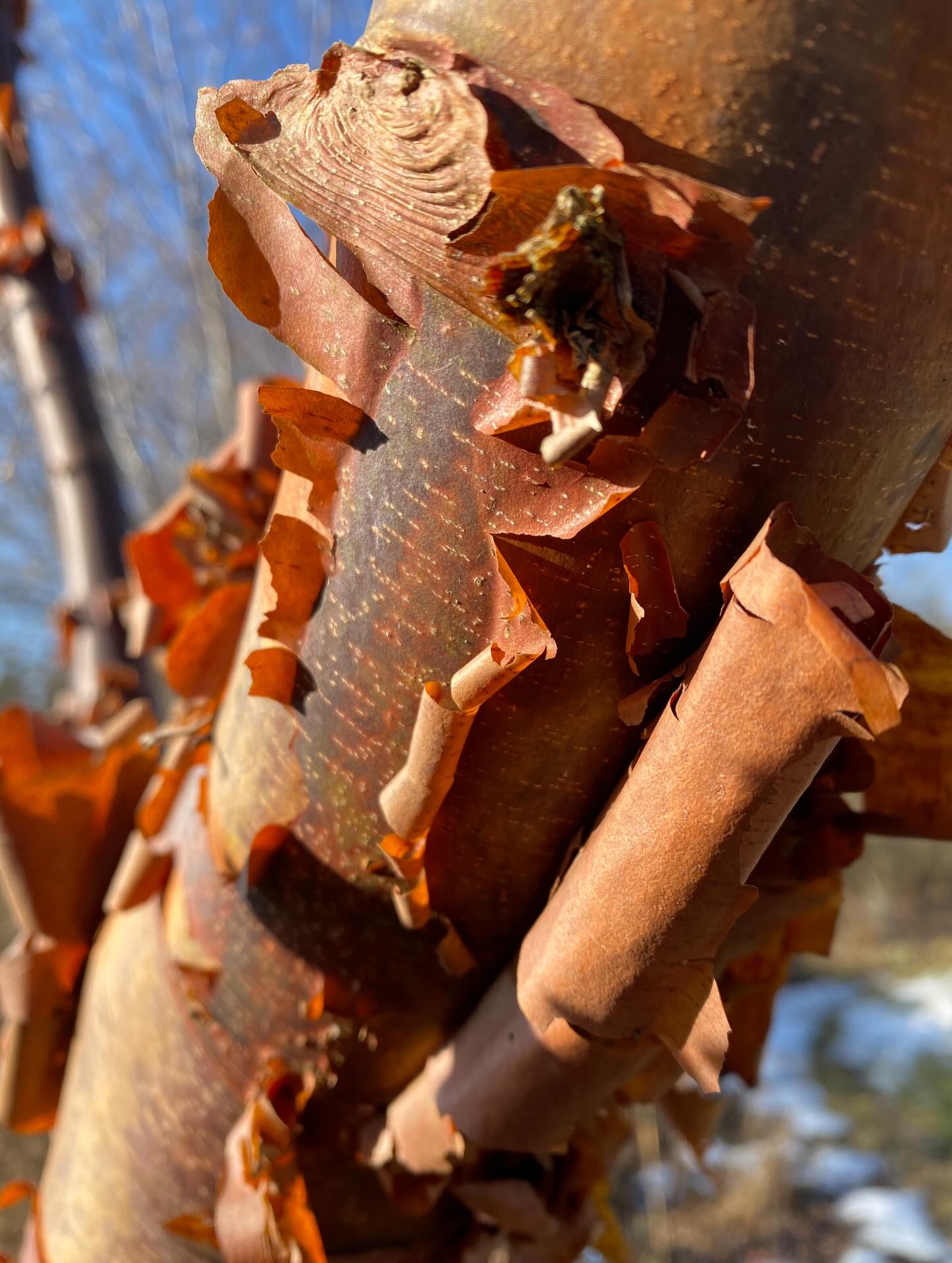 Ny kärlek hos ny kund 🤎Acer griseum dvs kopparlönn
En riktig trädgårdsjuvel!
✨Ett tyvärr ganska långsamväxande träd, som blir ca
4-5m - so waste no time🤗 Detta exemplar planterade
kunden för redan 20 år sedan - bra gjort! Träd är det
första som ska investeras i när man blir med nytt hem.
✨Perfekt storlek för den lilla trädgården som solitär
✨Trivs i skyddat läge i sol-halvskugga på de flesta jordar ✨ Rosaaktigt bladutspring med intensiv höstfärg.
✨ Men barken är absolut det största prydnasvärdet!
Näverlik, kopparglänsande och alldeles UNDERBAR🤎
Fick dessutom med en av kunden Elisabeth egenbunden bukett blommor hem🙏 Blev så glad! Vilket perfekt avslut på veckan! Trevlig helg! Ut och njut!✨