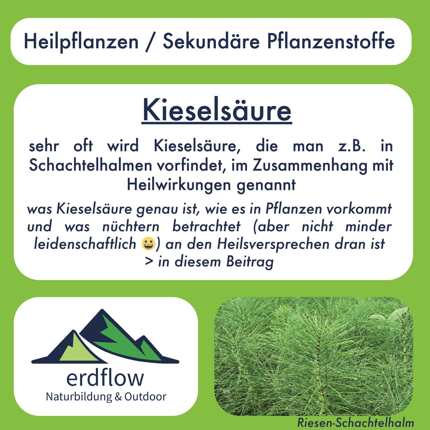 KIESELSÄURE 💎🌱😀
Silizium ist das häufigste Element in unserer Erdkruste und Silikat-Minerale wie Quarz, Feldspat, usw. dominieren (nebst Karbonaten wie Calcit, usw.) das Gestein. Es gibt auch bestimmte Pflanzenarten, die Silizium-Festkörper in ihren Spross einbauen, wie Schachtelhalme, Knöteriche oder auch die Süssgräser. Das Silizium liegt in diesen Pflanzen als harte unlösliche „Glaskörper“ vor. Sie bestehen aus amorphem Siliziumdioxid mit etwas eingelagertem Wasser (SiO2*H20) und es dienen der Stabilität der Sprossachse, sowie als Frassschutz (wer beisst den gerne ins Fensterglas rein). Aufgenommen wird das Silizium aus dem Boden / Bodenwasser in der Form von Orthokieselsäure (SIO4H4), welche gut wasserlöslich ist.
Auch in unserem Körper kommen ganz geringe Mengen an Silizium vor: vor allem in Haut, Haut, Knochen, usw., doch deren Bedeutung und Funktion ist nachwievor unklar. Wahrscheinlich ist es an der Bildung von Kollagenfasern (den Zugfasern im Bindegewebe) beteiligt. Menschen nehmen Silizium ebenfalls in der Orthokieselsäure-Form auf. Tierstudien zeigten bei künstlich erzeugter extrem siliziumarmer Ernährung eine gestörte Knochen- und Bindegewebsentwicklung. Da bei Menschen bisher keine Mangelerkrankungen bekannt sind und auch die Funktion noch unklar ist, gibts keinen offiziell festgelegten Tagesbedarf. Mit Nahrung und Trinkwasser nehmen wir im Westen pro Tag etwas 20 bis 50 mg Silizium auf. Vor allem Vollkorngetreide oder Bier sind dabei gute Quellen. Wissenschaftliche Beweise, dass wir Menschen mit normaler Ernährung einen Silizium-Mangel hätten, gibts nicht.
Schachtelhalmpräparate oder auch Orthokieselsäure-Tropfen (teils auch Kieselerde als Nahrungsergänzungsmittel) werden für starke Knochen, gesunde Haare, usw. beworben. Was für wissenschaftliche Evidenz hierzu vorhanden ist, wie sie einzuordnen ist und wie viel Silizium im Schachtelhalmtee gegenüber anderen Lebensmitteln tatsächlich drin ist, all das erfährst du oben in den Slides.
die Quellen aus den Slides findest du unten in den Kommentaren
wilde Grüsse 🌱 und Prost🍺 (0.5l Bier > ca. 12mg Silizium😀)
David