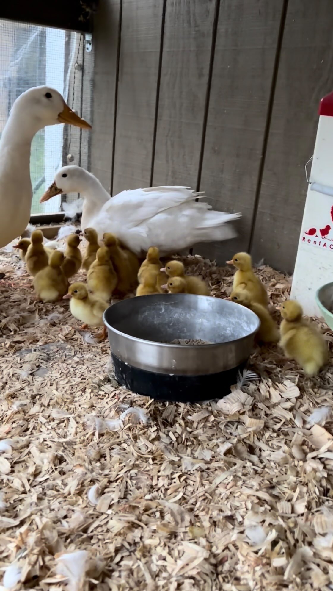 Started the overstimulation bright and early this morning 🌞 the Larry’s 🪿 are the farms least pleasant residents but we have high hopes for these little WhackWhacks. 🐣🐥 So glad @emilyb_23 was here volunteering this morning😂❤️ #babyducks #farmanimals #fyp #ducksoftiktok
