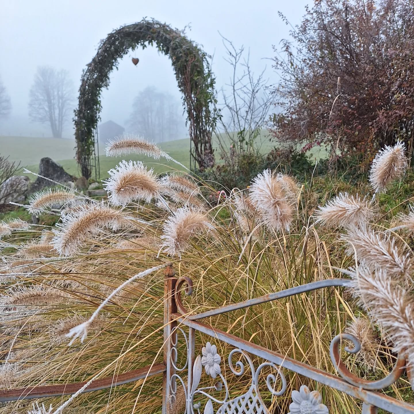 Der Nebel versteckt uns die Sonne, aber er verzaubert unseren Garten.
.
.
.
#november
#reif
#nebel
#naturlliebe