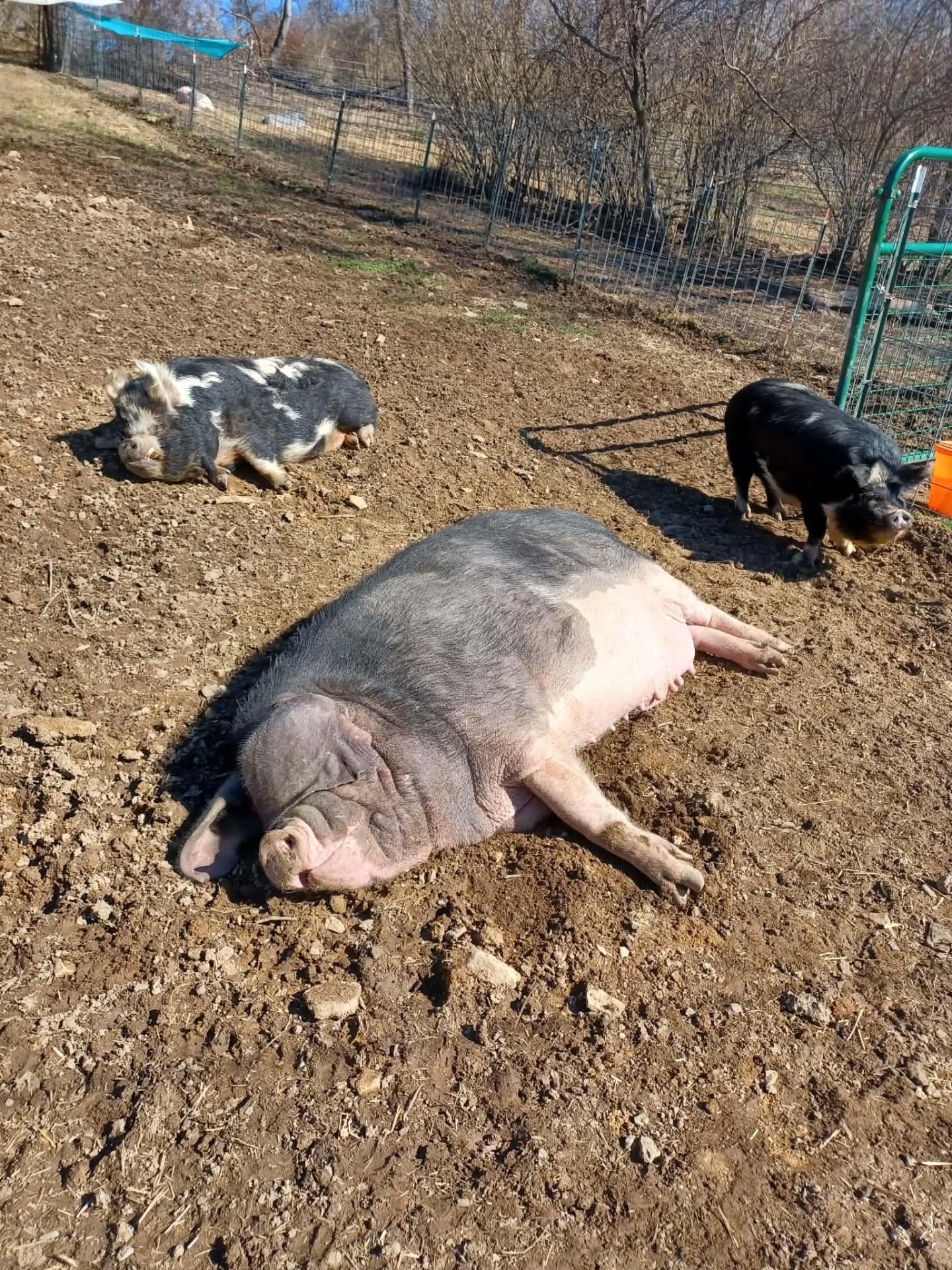 It's a sunshine nap kinda day 🐷🌞 Which piggies can you name? #sunshinetherapy #pigsofinstagram #animalrescue #oink #byebyewinter