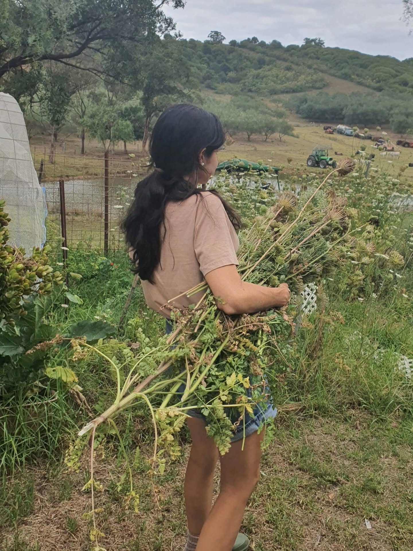 So I went a little overboard with seed saving this year and my flowers😅 I've collected soooo much Queen Anne's lace, not to mention hung it everywhere and put it in vases throughout the house! Im going to spread the seeds along the fence lines and see what happens. Also collected were nigella and cornflower...I've still got quite a lot of dried queen Anne's in the garden, im going to cut them back and throw them behind the chicken pen, hopfully it spreads there, its quite nutritious for them🐥