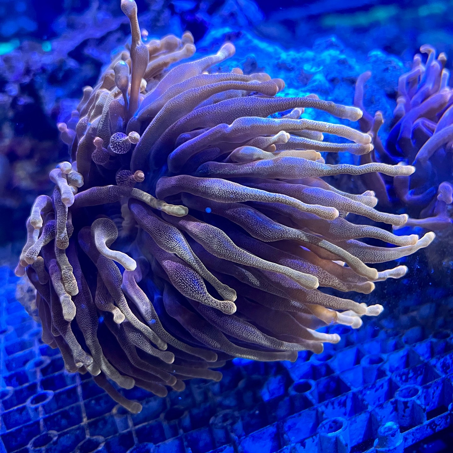 Meet our featured coral drop at Marine Concepts Inc.: a vibrant Acropora frag, sustainably sourced from the Indo-Pacific and acclimated in-house. Care level: intermediate — stable alkalinity (8.2–8.4), calcium 400–450 ppm, and moderate to high flow. Keep lighting strong and consistent; place on upper to mid rockwork. We recommend a mature tank (6+ months) and regular trace element dosing for best color and growth.
We offer expert setup in Wheeling or secure shipping nationwide, plus husbandry notes and follow-up support. Ready to add this beauty to your reef? Tap the link in bio to view availability at www.chicagofishguy.com and message us with tank details for personalized recommendations. 🐠🪸📦💬
Tell us: what’s your tank size and lighting setup? #ReefKeeping #MarineConceptsInc #WheelingIL #CoralDrop #ReefAquarium #AquariumHobby #SPSCoral #SustainableAquaculture