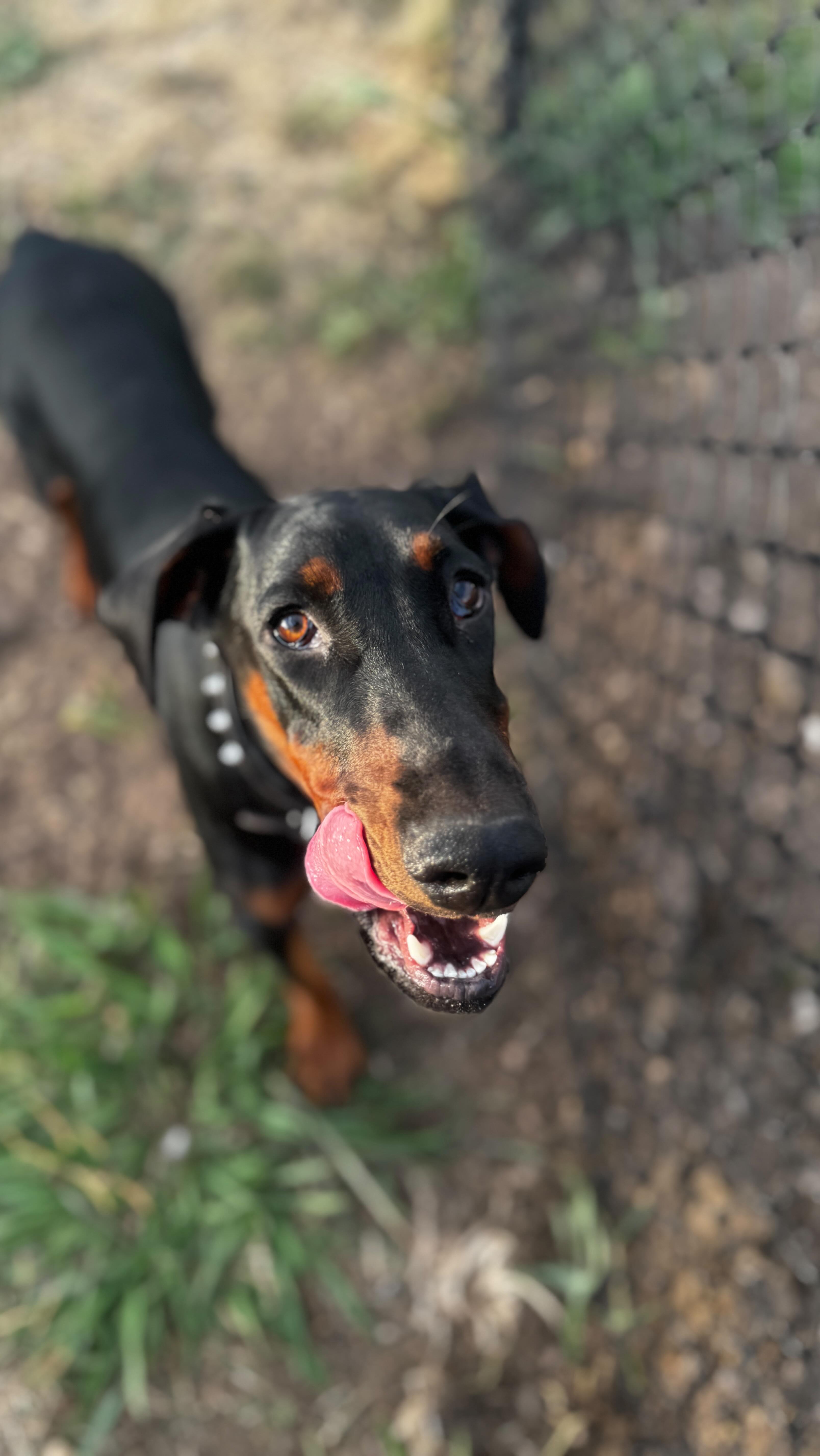 From Rocket, with love 😎
#dobermann #forrerndobermanns #naughtypuppy #europeandobermann #fromrocketwithlove