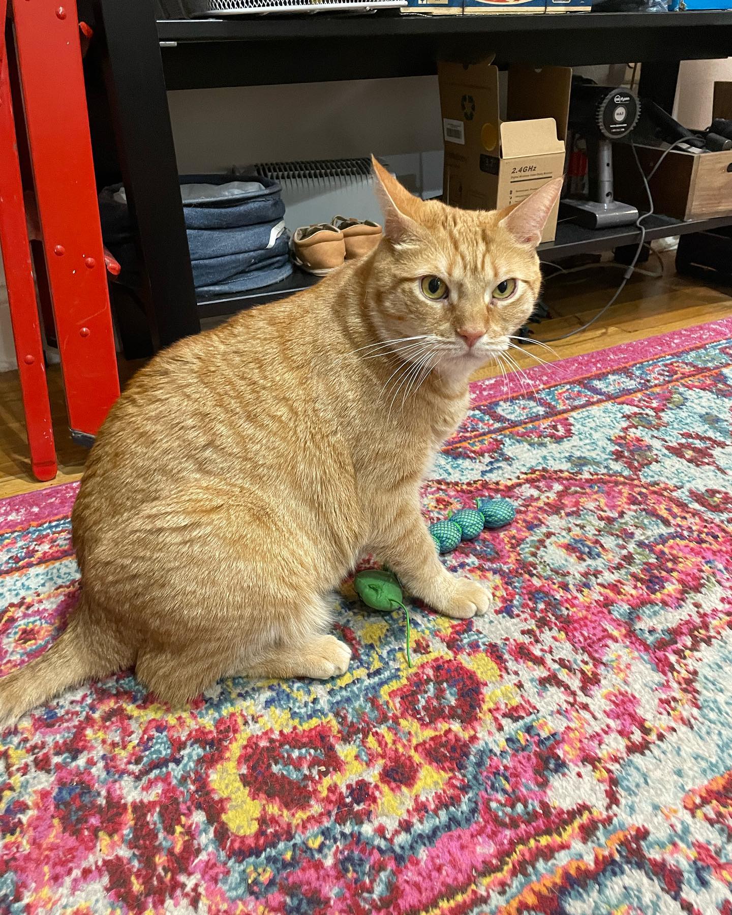 Cosmo! Always by the treats :)