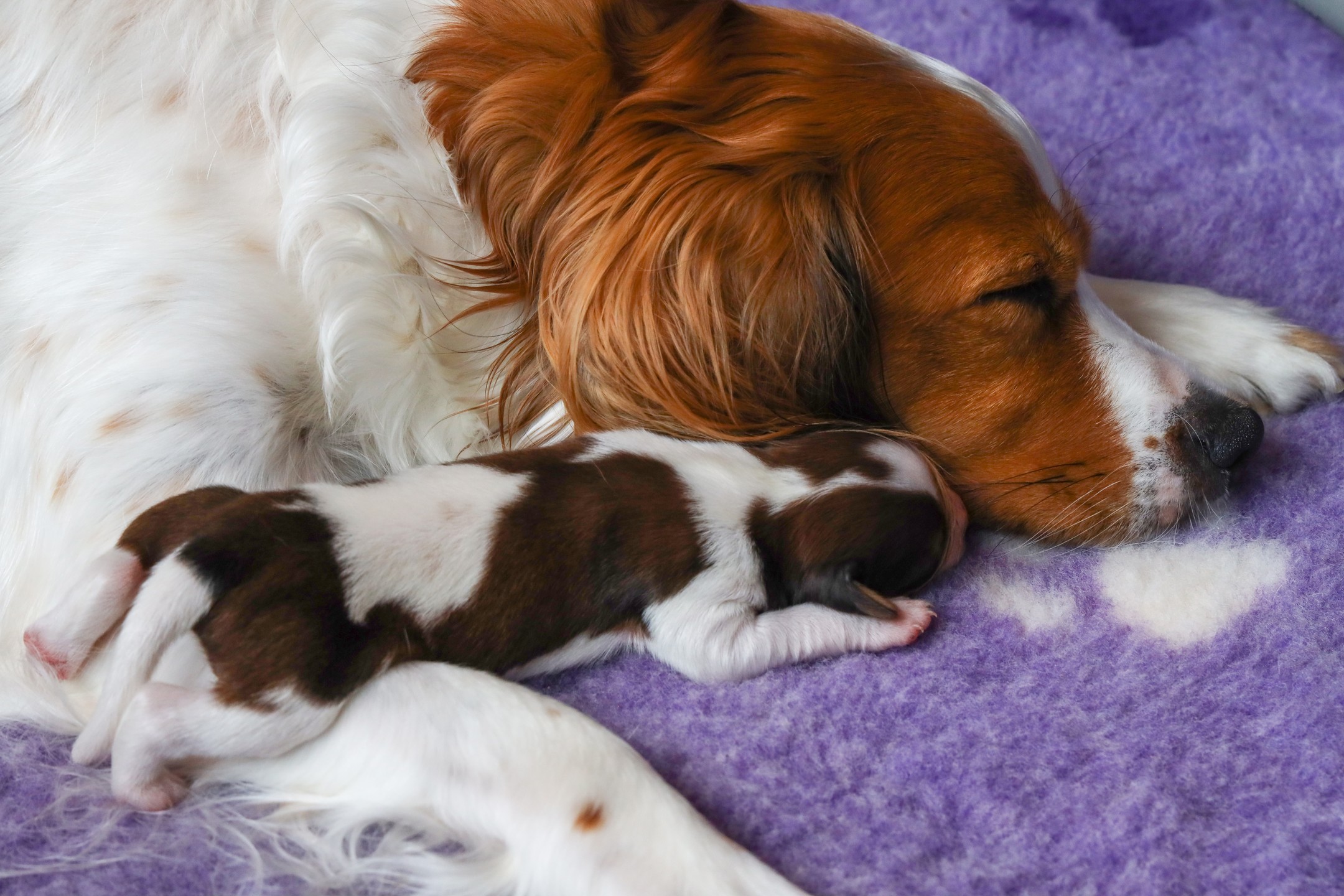 We hopen dit jaar weer een nestje van Indy te verwelkomen! ❤️
Benieuwd naar hoe de puppy's in 2022 opgroeiden? Lees alles terug in de blog 2022! Link in bio!🔗
#kooiker #kooikerhondje #kooikersofinstagram #puppies #hetgooisforest