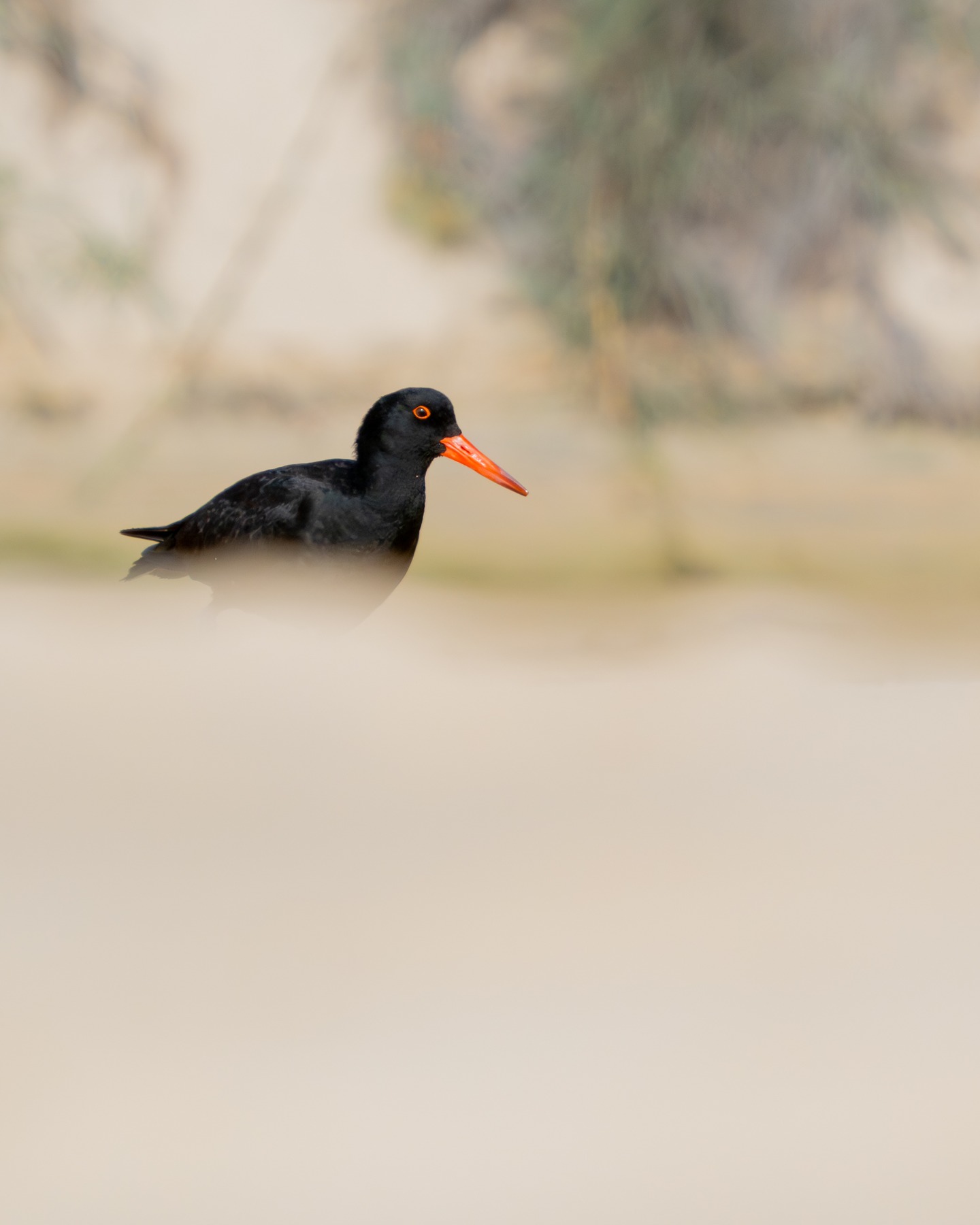 Sooty Oystercatcher giving me the eye - as birds usually do. Not much gets past the bird radar 👀 #shorebirds #birdphotography #nuts_about_birds