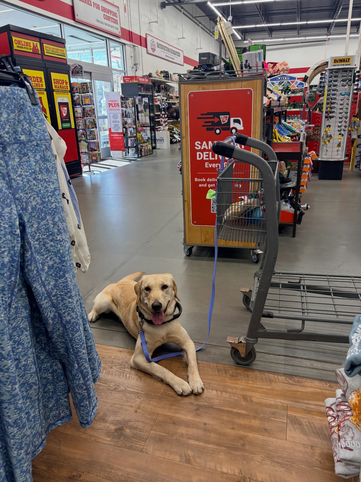 Atlas came with Alyssa to a horse show this weekend and got to experience a little bit of everything. From staying with her at an Airbnb, between classes to spending time at the show grounds, he handled the busy environment really well. He settled nicely in the tack stall in his portable kennel and relaxed while all the horses, people, and activity were going on around him.
He also got to tag along to restaurants and pretty much everywhere we went throughout the weekend. One of his favorite parts was getting to run next to the golf cart, which he absolutely loves and always gets excited for.
On top of that, we worked through a few of his mobility and anxiety related tasks in new environments and he did a great job staying focused and working through everything. Overall, Atlas was such a good boy this weekend and continues to show how capable and steady he is becoming. 🐶💜
#servicedogtraining #horseshowdog #goodboyintraining
