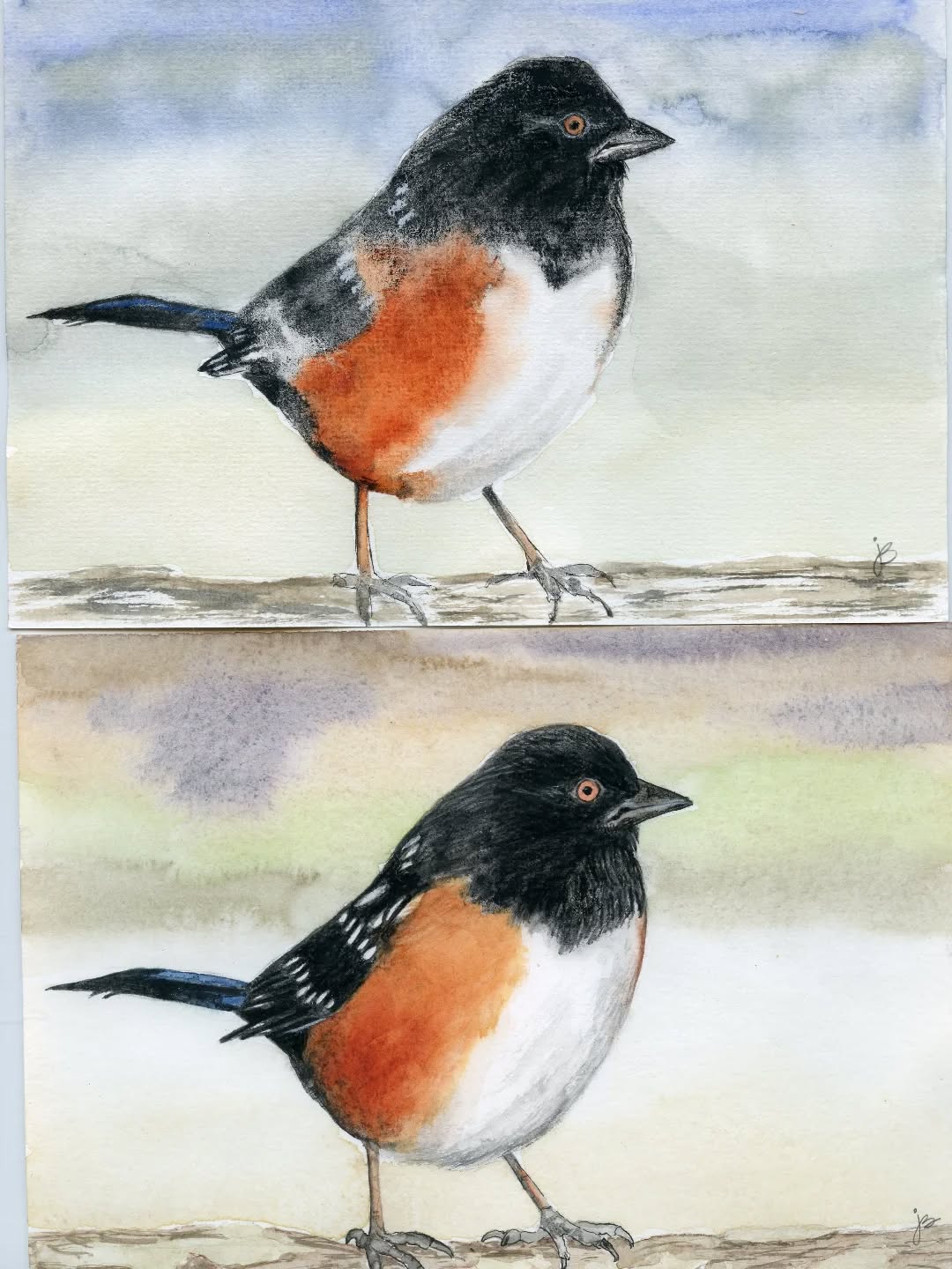 I'd ask you which one you prefer, but I'm sure you would pick the bottom one.
In my quest to speed up my bird process for this coming birdtober, yes that's 6 months away, I need to find a faster way to paint my birds.
Spending 2-3 hours a day for 31 days is difficult to juggle with everyday life. So the top one took 1 hour to complete the bird, including the background. The bottom one took 3 hours. I believe the only thing I need to do is lower my expectations, do the quick birds for birdtober and just have fun.
Then I can slow down and spend the rest of the year taking my time painting them and enjoying the process.
#ilovebirds #bird #birdartist #birdart #birddrawing #birdpainting
#birdnerd
#fabercastellglobal
#danielsmithwatercolors