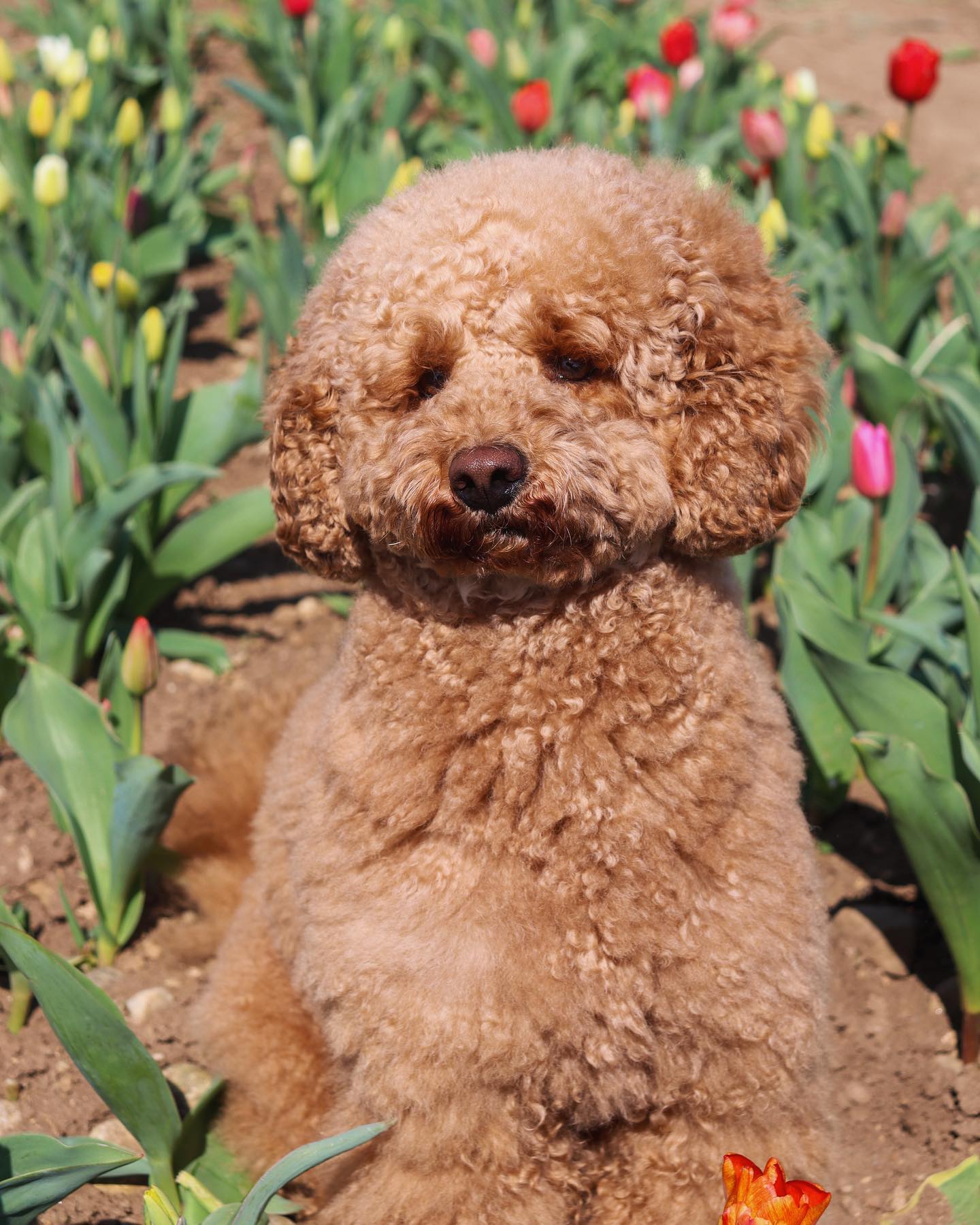 Frohe Ostern! 🐰🌷🌸
#jelenashundesalon #münchen #feldmoching #hundesalon #hundesalonfeldmoching #bayern #bayernmunich #germany #deutschland #hunde #hundeliebe #hundefotografie #hundepflegen #hundeportrait #dog #dogsofinstagram #dogs #dogoftheday #doglife #pet #petlovers #groomer #grooming #poodle #poodlelove #pudel #pudelliebe #zwergpudel #miniaturepoodle #ostern