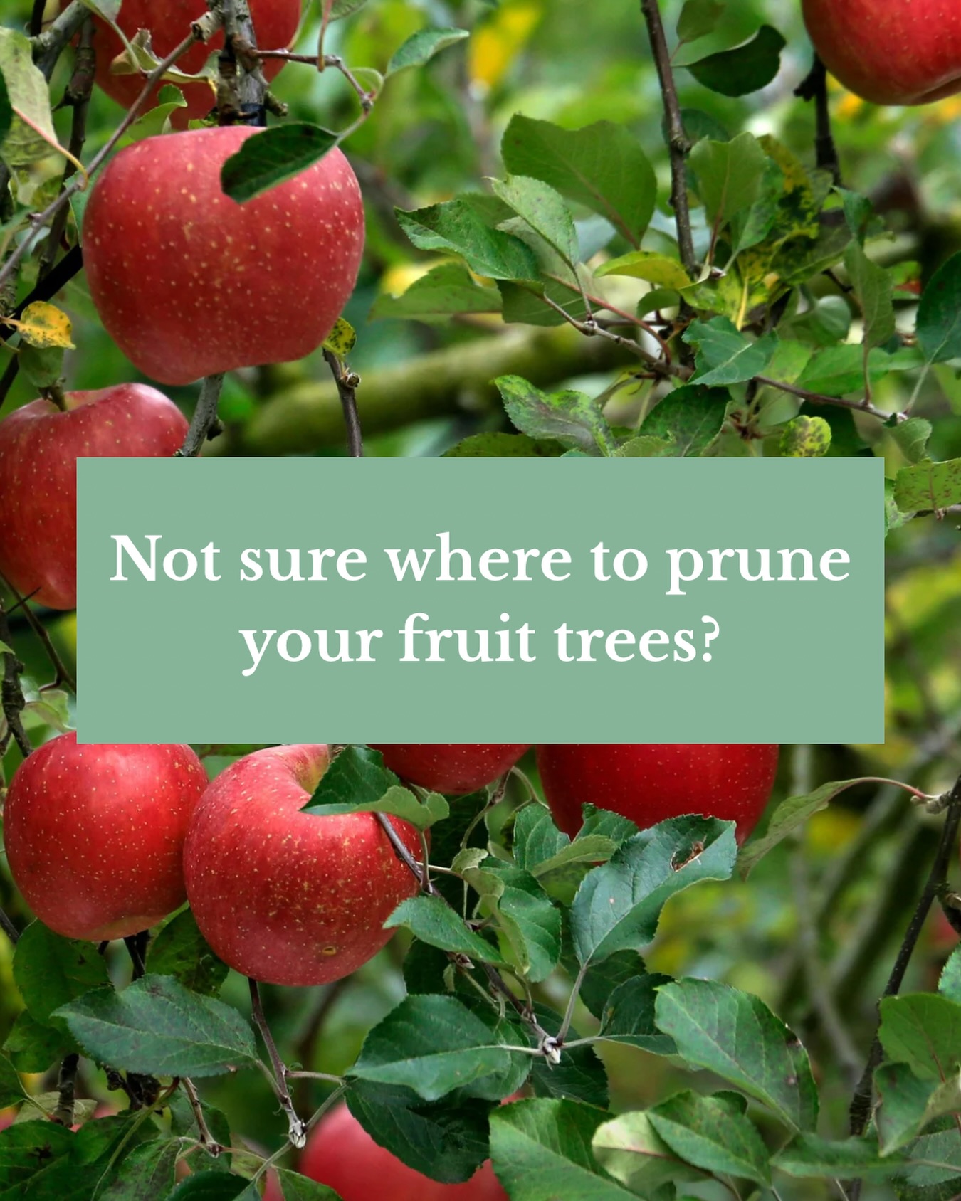 You’re not alone — and late winter is exactly the right time to learn.
Join us this Saturday at the MORP orchard workshop where we’ll demonstrate fruit tree pruning and talk about how we’re building a resilient orchard system here in Montezuma County.
Bring your questions and your curiosity!
📅 Saturday the 7th (tomorrow!)
⏰ 10-12pm
📍 Montezuma School to Farm Project Orchard at Cortez Middle School
✂️ Learn the basics of pruning fruit trees and how to care for them through the seasons.
🌱 No experience needed.
👉 Register at the link in our bio!