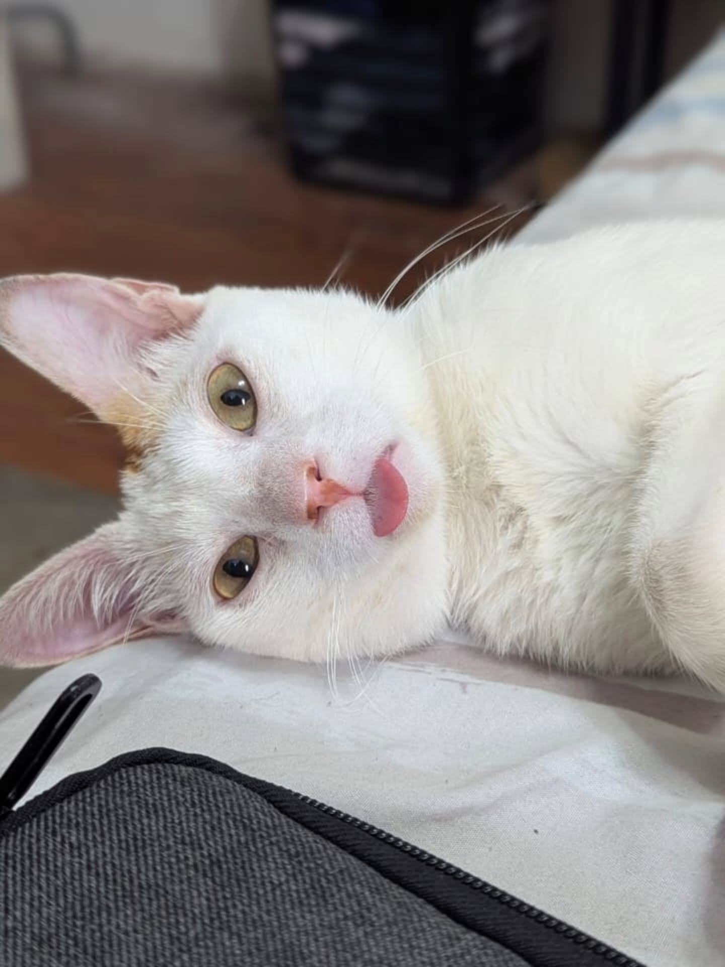 Remember Christopher? 🐾
He found his forever home in 2024, and look at him now — all grown up, loved, and thriving with his family and his sibling Brixton. Nothing makes us happier than seeing our rescues living the life they deserve. ❤️
Slides 1–6: the glow-up. ✨
The rest: little Christopher before adoption.