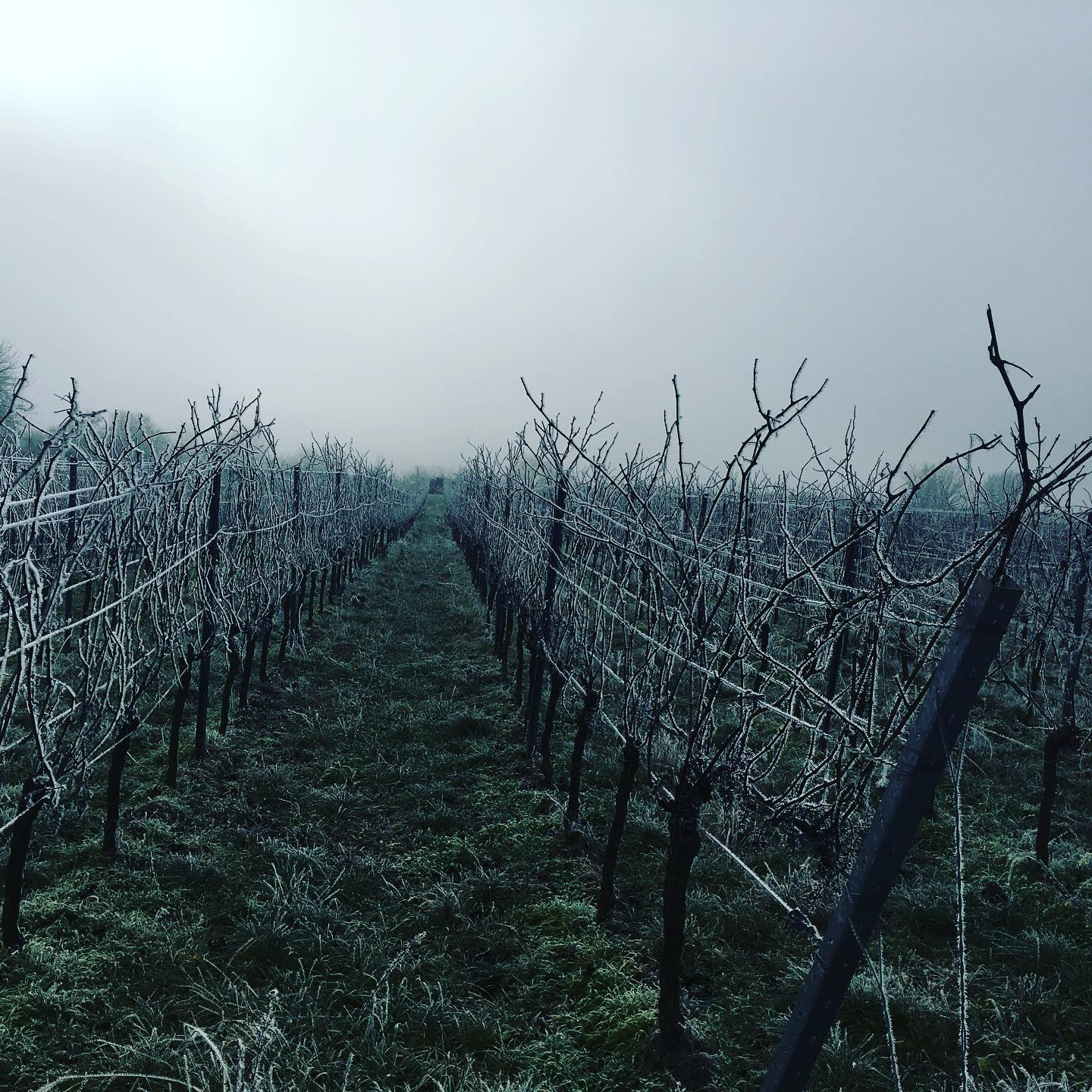 WOW - kalt war es! ❄️❄️❄️ #redwine
#winelover
#lieblingswein
#ilikewine
#pinkwater
#rosé
#ladywine
#womenwine
#wineforwomen
#veganwine
#hamburg
#münchen
#hannover
#berlin
#weinglas
#wineglass
#hip_hip_rose
#pfalz
#pfalzlust
#süw
#heimatliebe
#100prozentpfalz
#lustauflandau
#lustaufsuew
#lustaufpfalz
#zumwohldiepfalz
