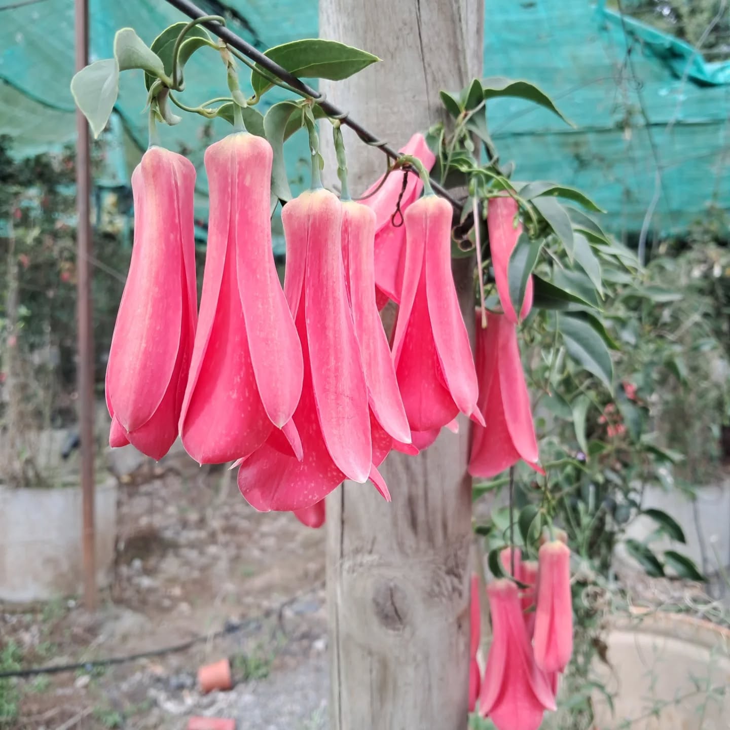 Bellos copihues en ristra. #Copihue #Chile #lapageriarosea #flowers