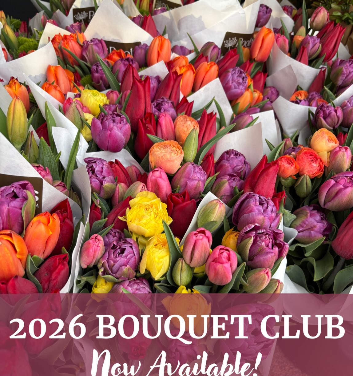 It’s coming- can you feel it? If you want in on the most precious blooms of spring, I ask you to consider our Spring Bouquet Club. Four consecutive weeks of the finest the farm has to offer: double tulips, hellebores, fragrant viburnum, ranunculus, poppies and more. Three great host locations, supporting all local businesses. Full details and purchase via our website.