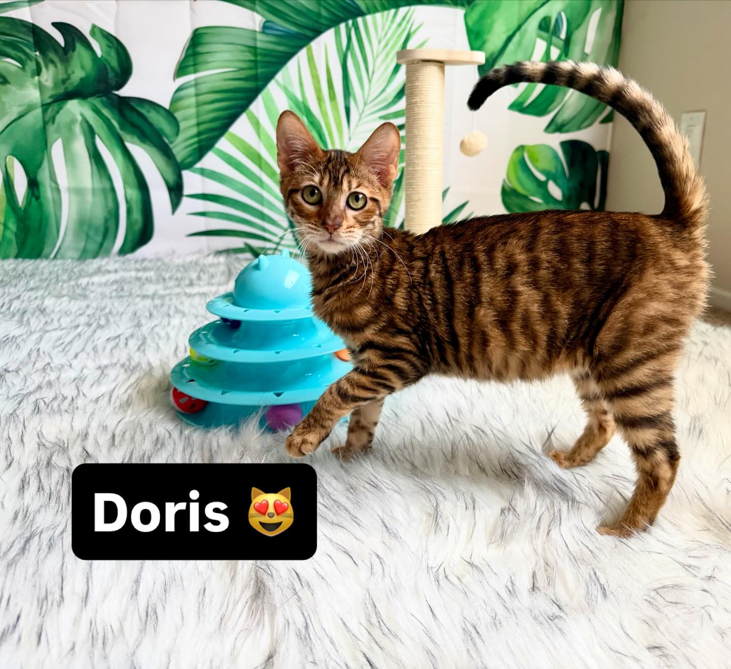 Doris is a sweet girl looking for her forever home. Message us with any questions you have. 😻 #toyger #kitten #cat #fyp #casacruzranch