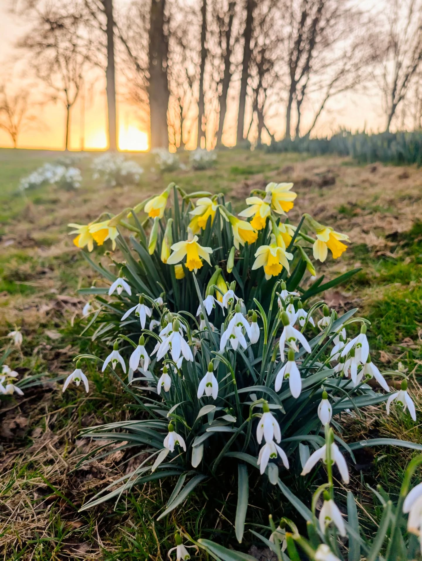 On this International Women's Day, a reminder that every woman is unique. Do not make assumptions based on appearance; like these flowers blooming despite harsh frosts - do not mistake delicate beauty for fragility or weakness. Similarly let's take time to check in on each other - just because a woman is boldly carrying on regardless doesn't mean she wouldn't appreciate some recognition and care. #IWD2026