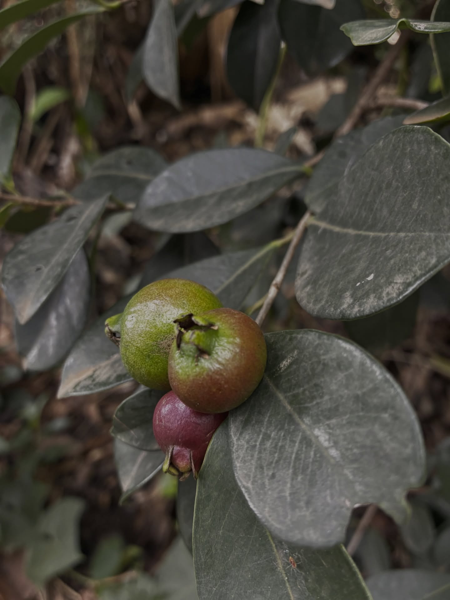 Cherry guavas are coming in! 🍒